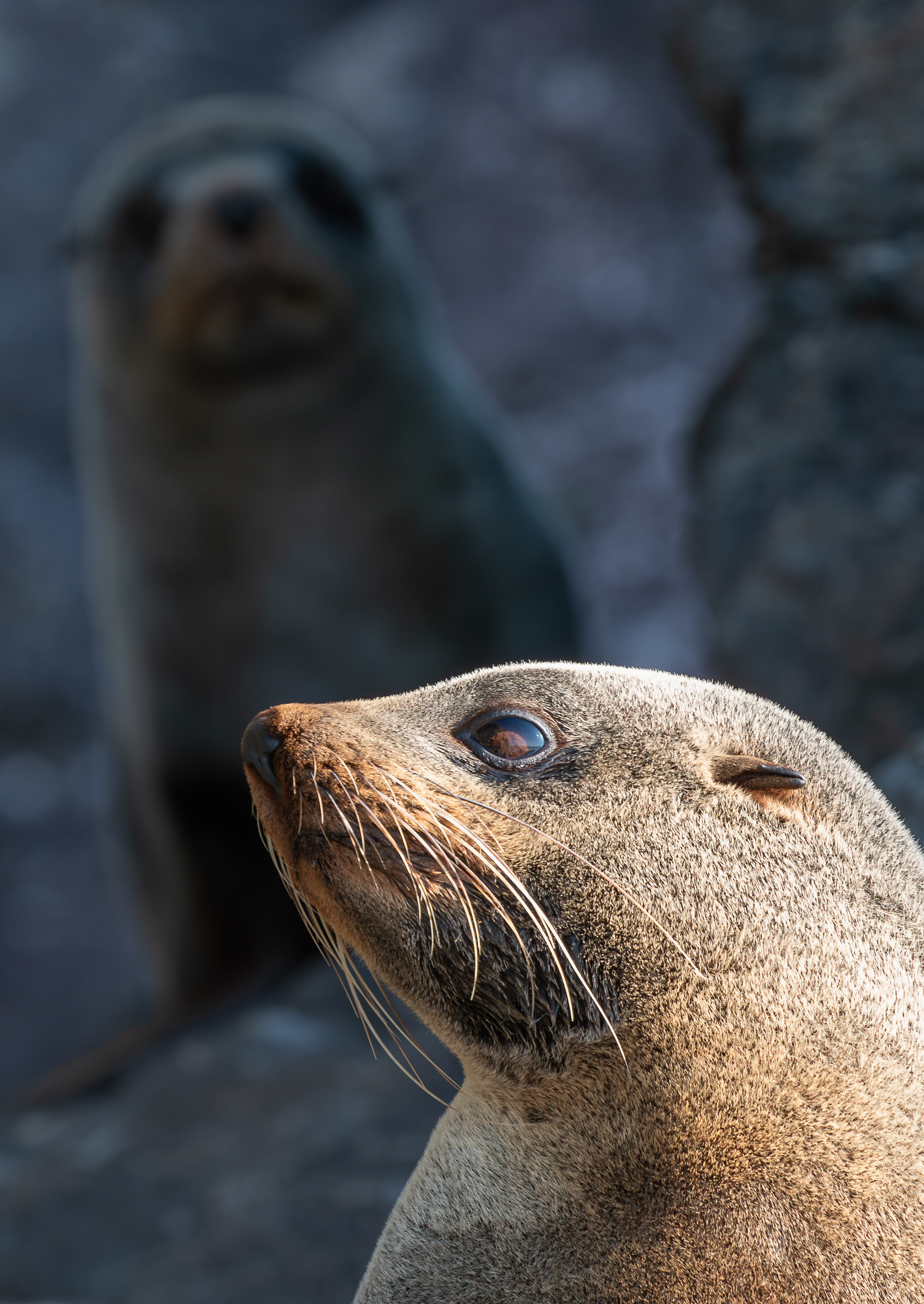 © Darren Creighton Photography  |  South Westland  | Kekeno |  NZ Fur Seal