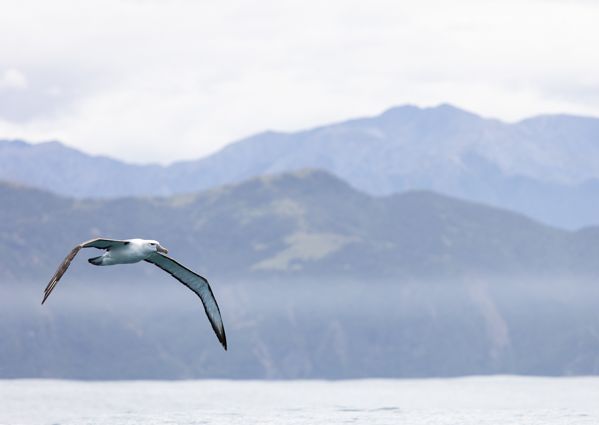 © Darren Creighton Photography | Kaikoura