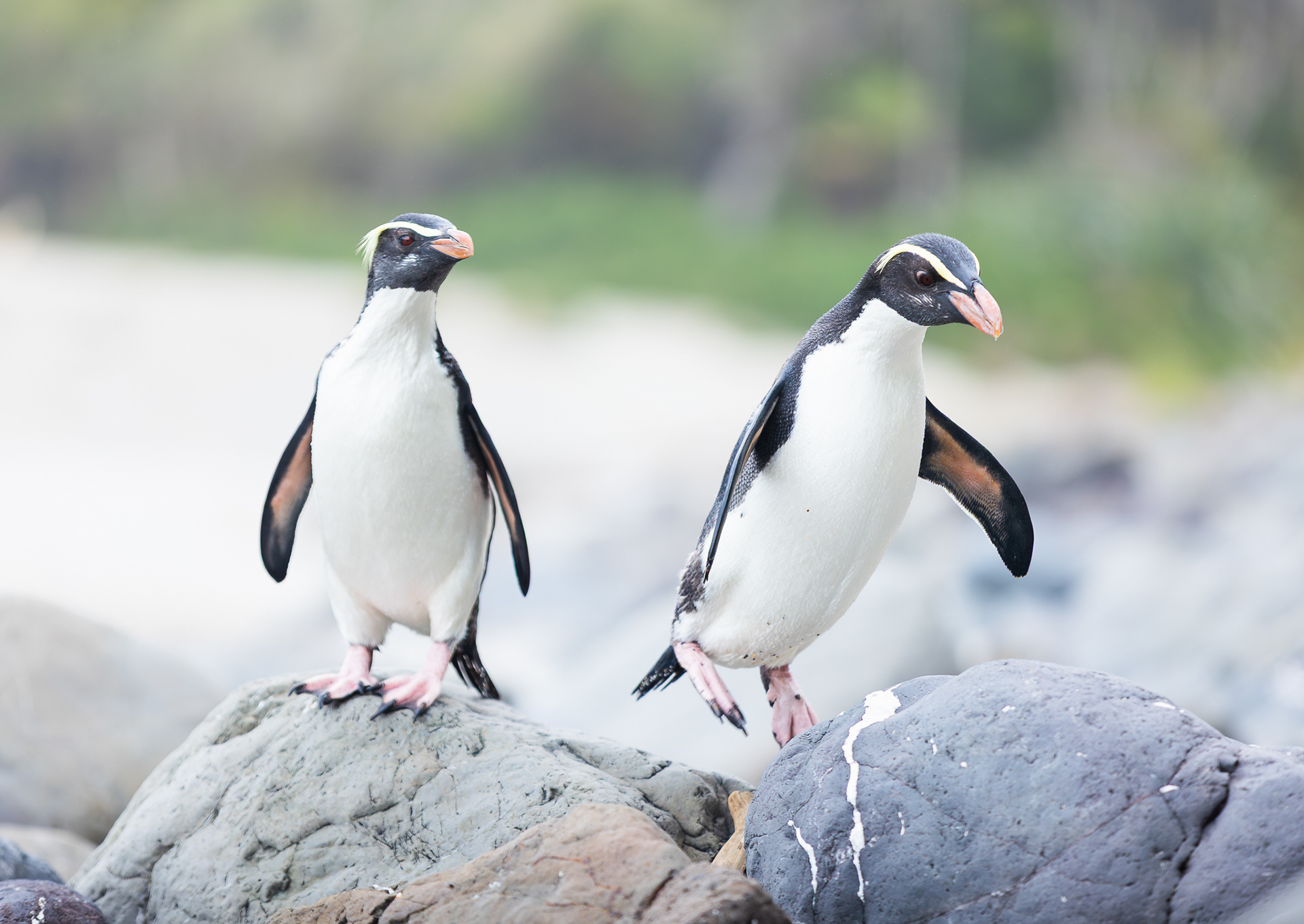© Darren Creighton Photography | Tawaki | Fiordland Crested Penguin