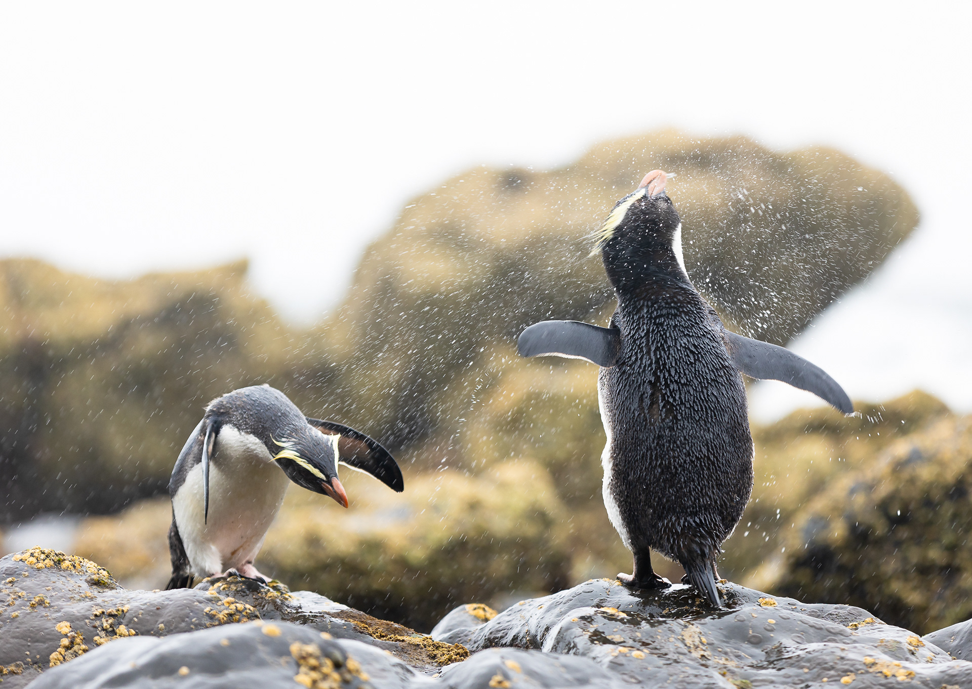 © Darren Creighton Photography | West Coast NZ