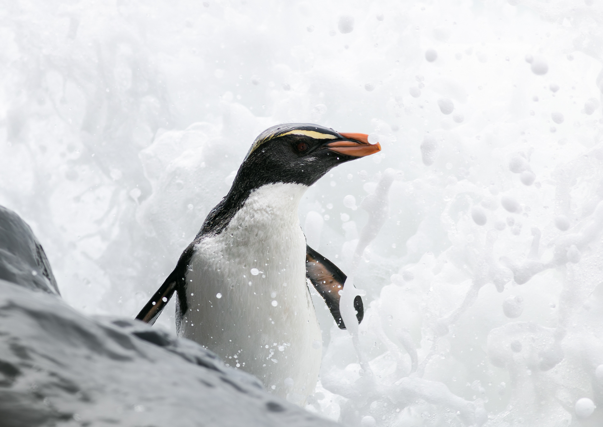 © Darren Creighton Photography  |  Tawaki  |  Fiordland Crested Penguin