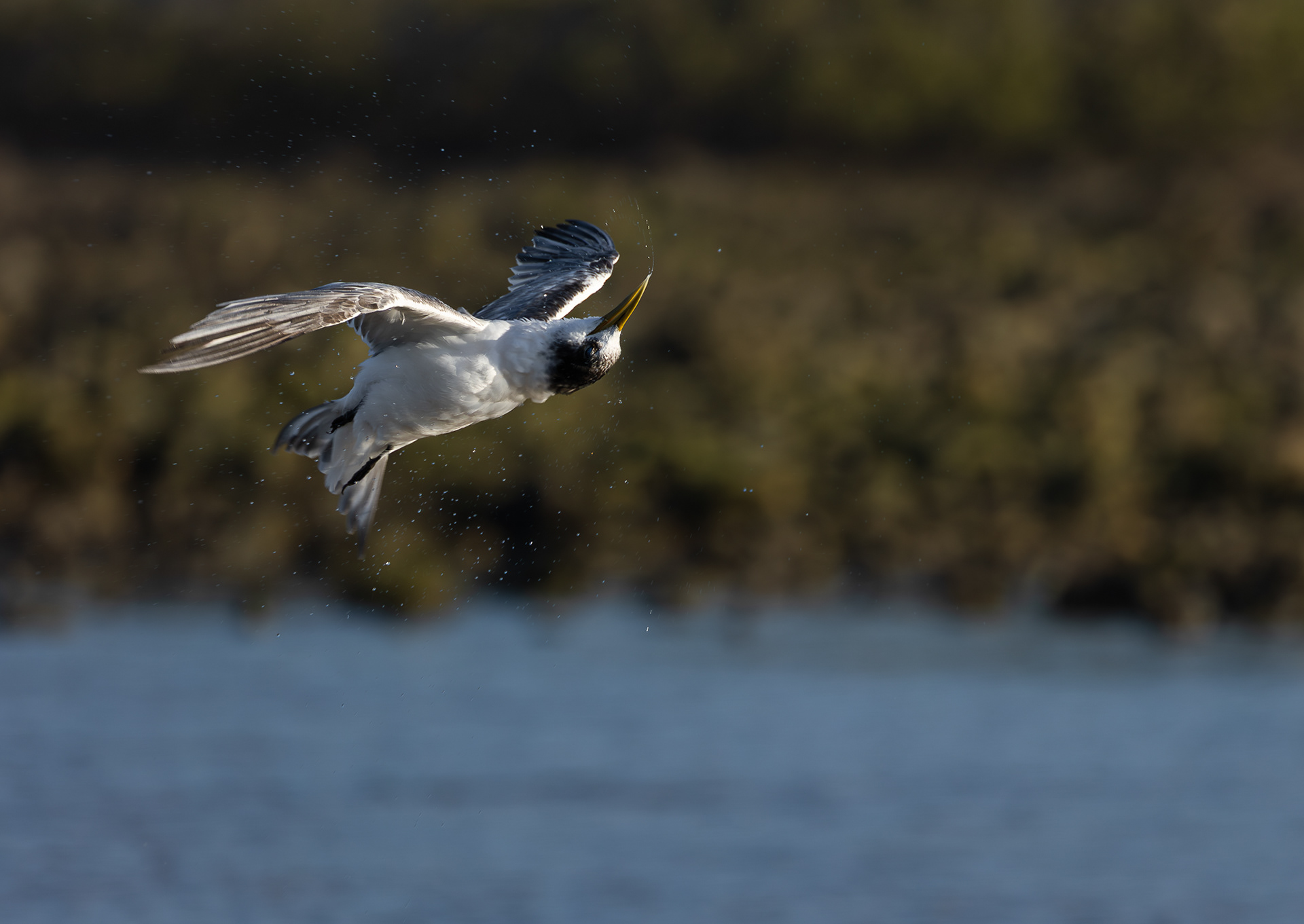 © Darren Creighton Photography  |  Terns