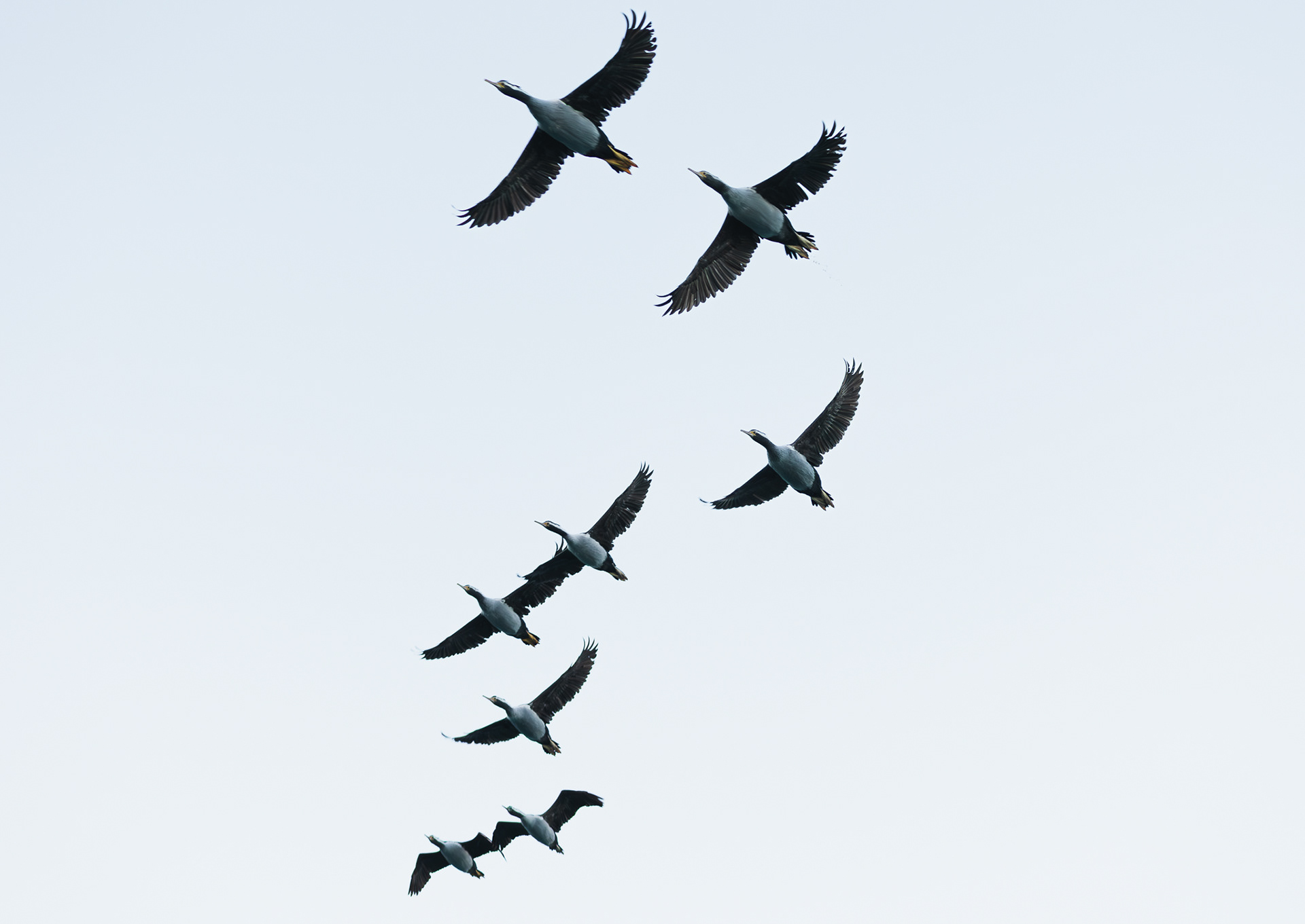 © Darren Creighton Photography | Kaikoura | Comorants