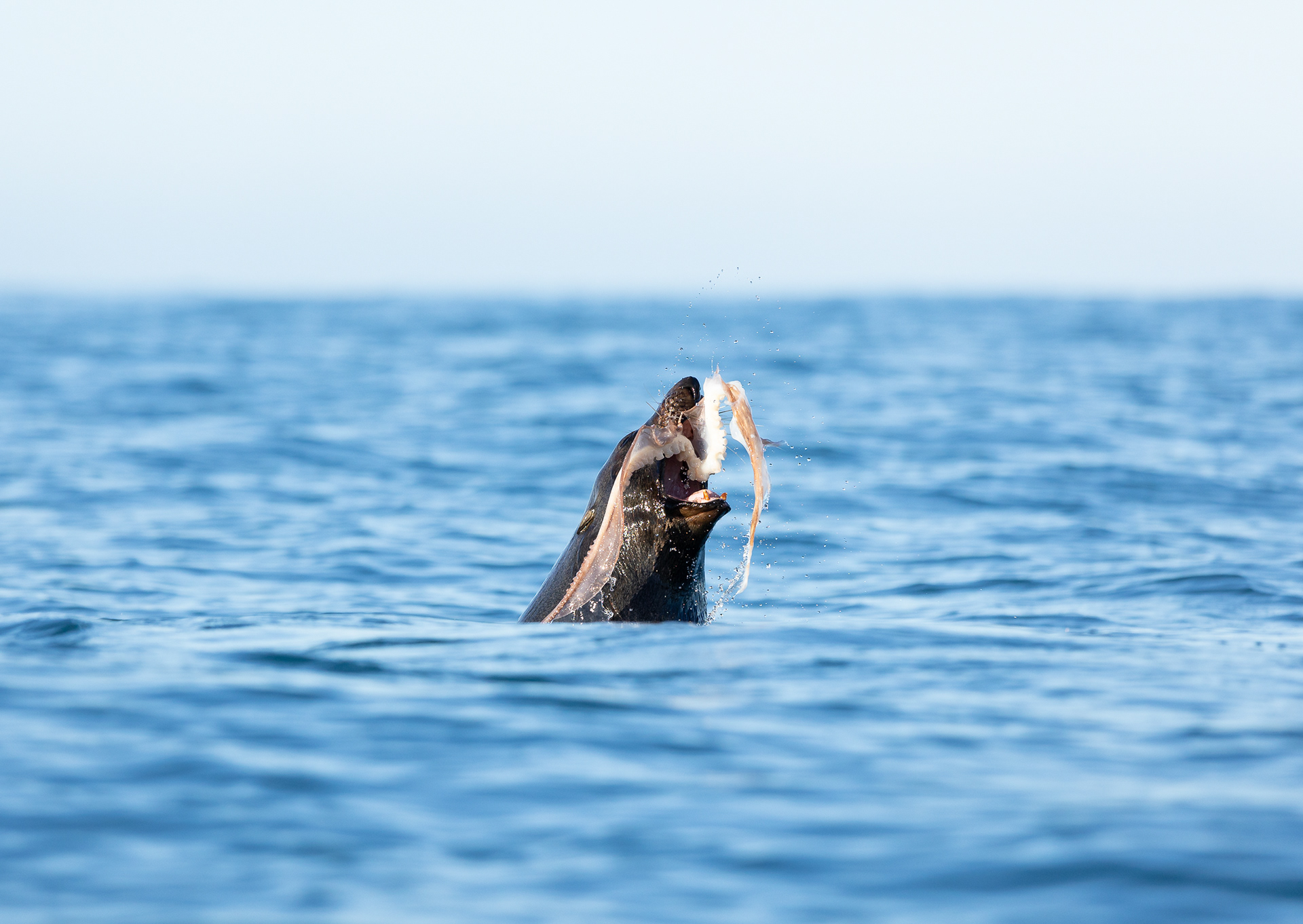 © Darren Creighton Photography | Kaikoura | NZ Fur Seal