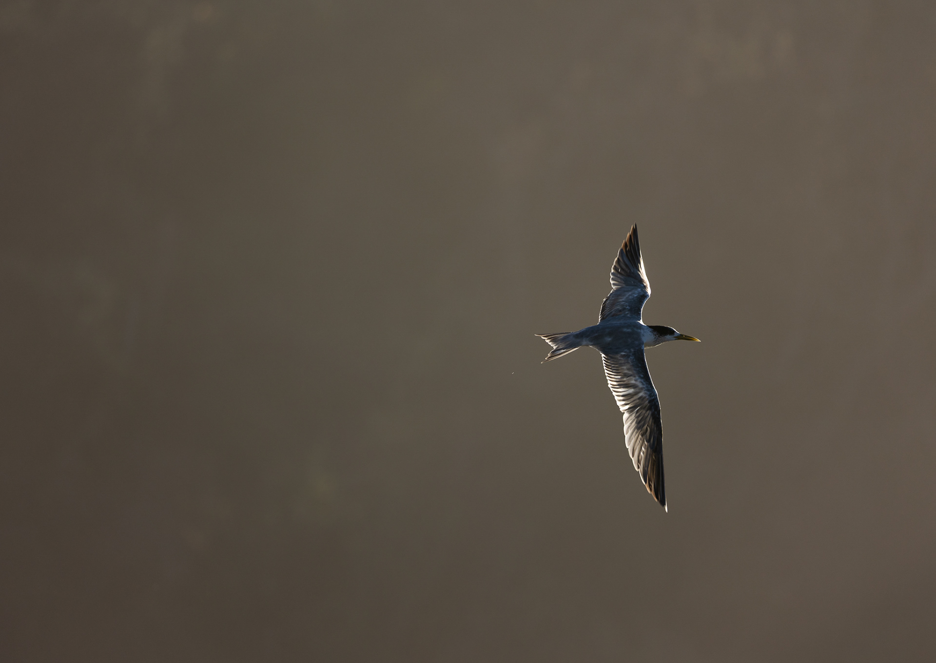 © Darren Creighton Photography  |  Terns