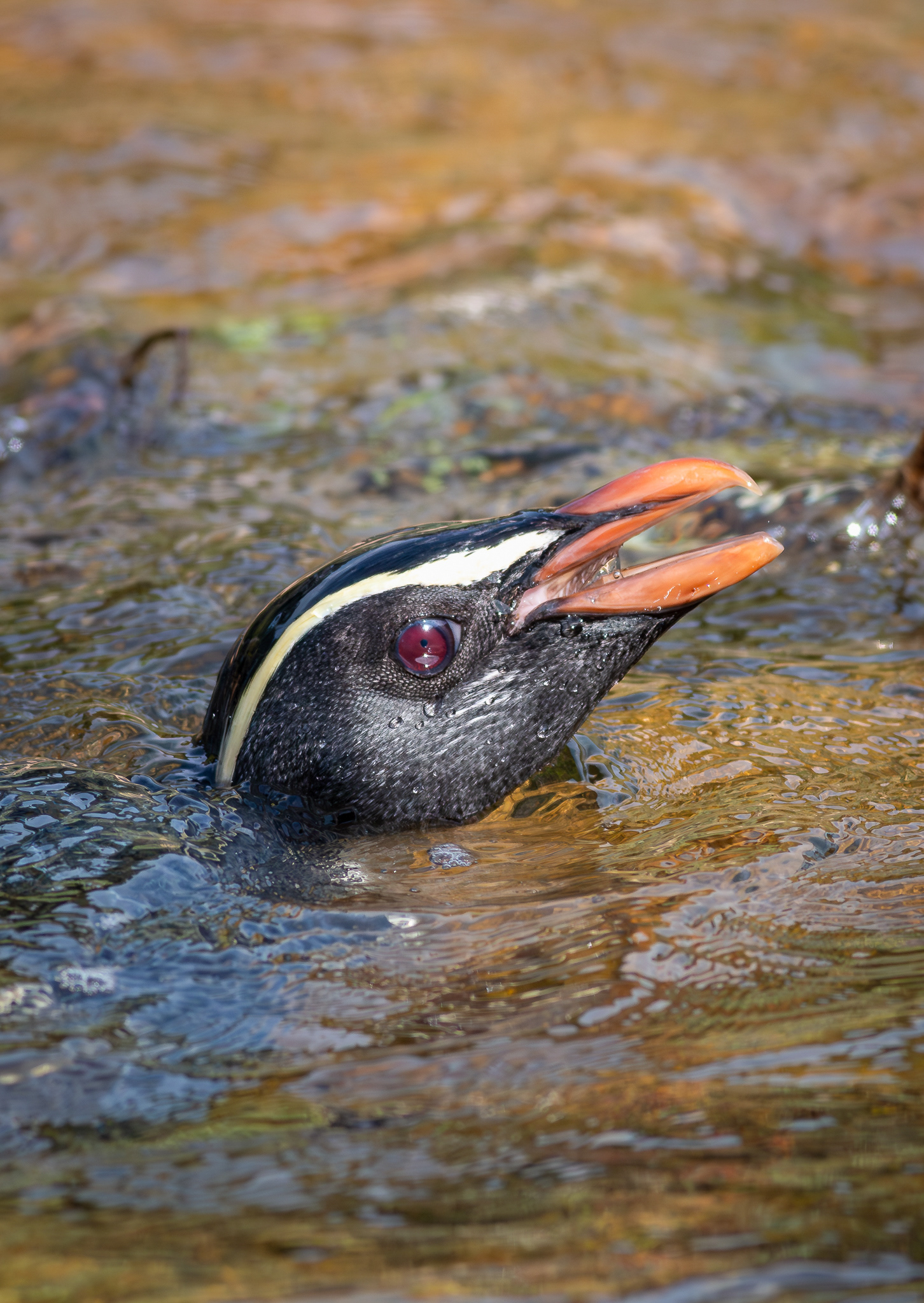 © Darren Creighton Photography | Tawaki | Fiordland Crested Penguin