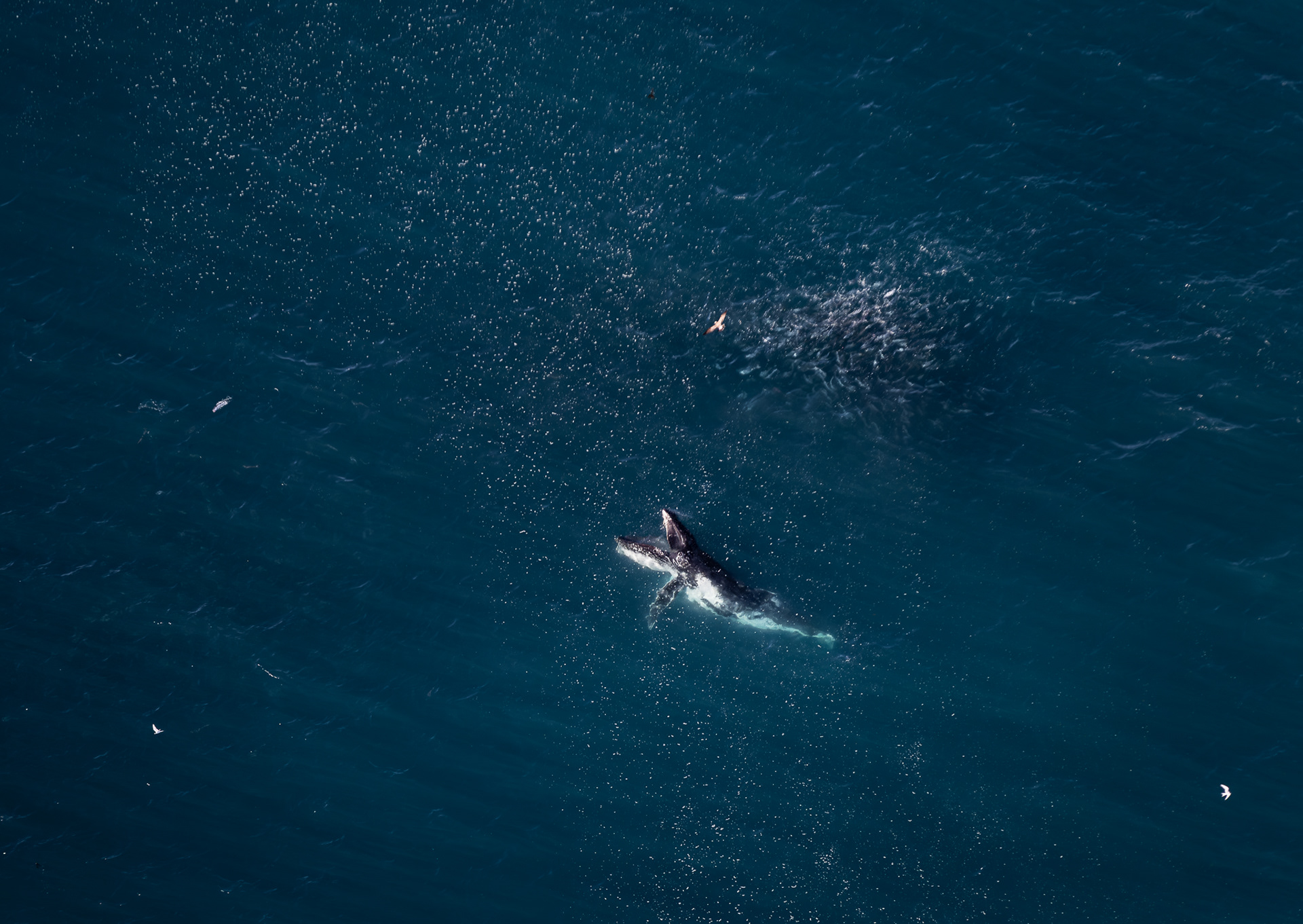 © Darren Creighton Photography | Kaikoura