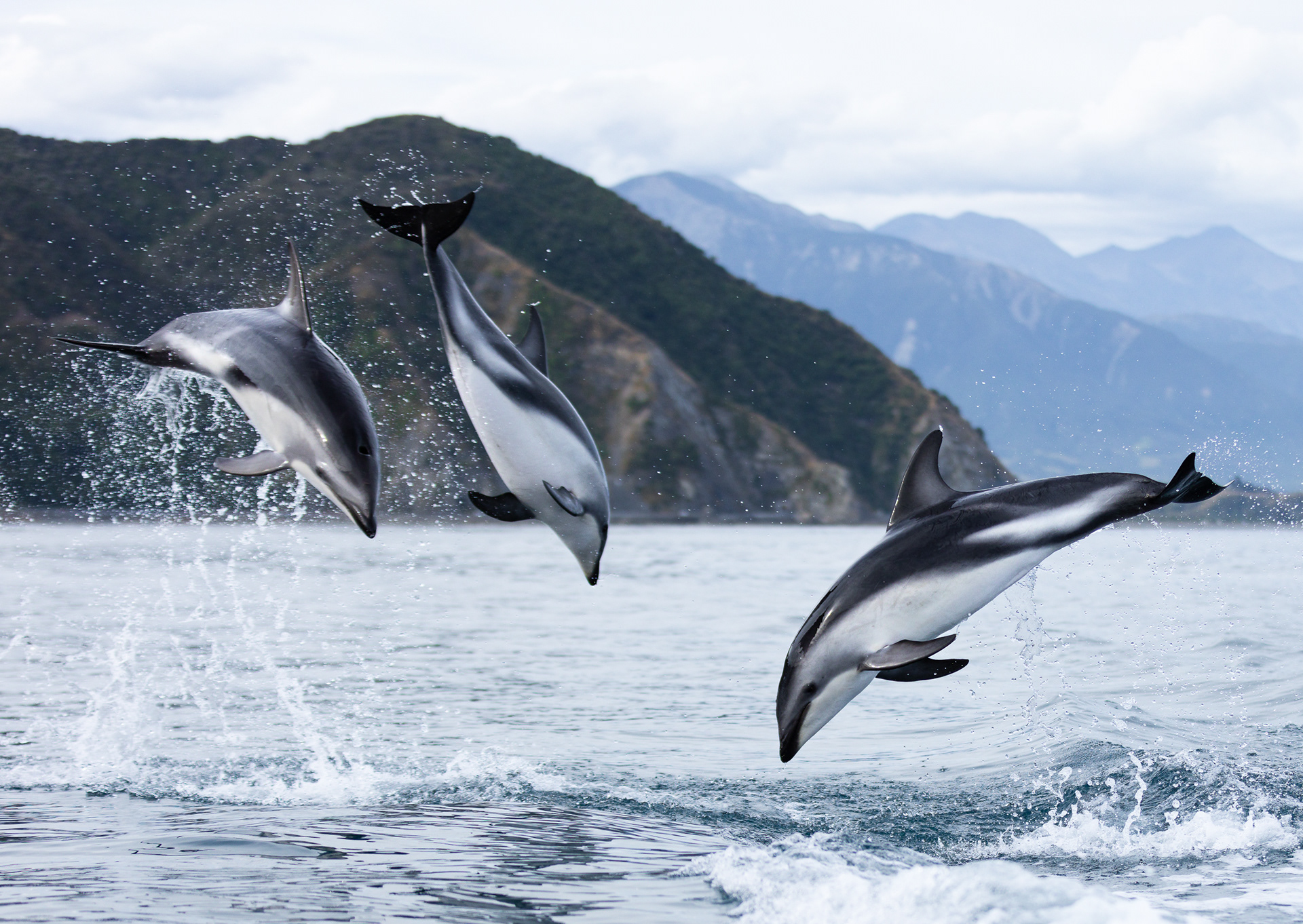 © Darren Creighton Photography | Kaikoura | Dusky Dolphin
