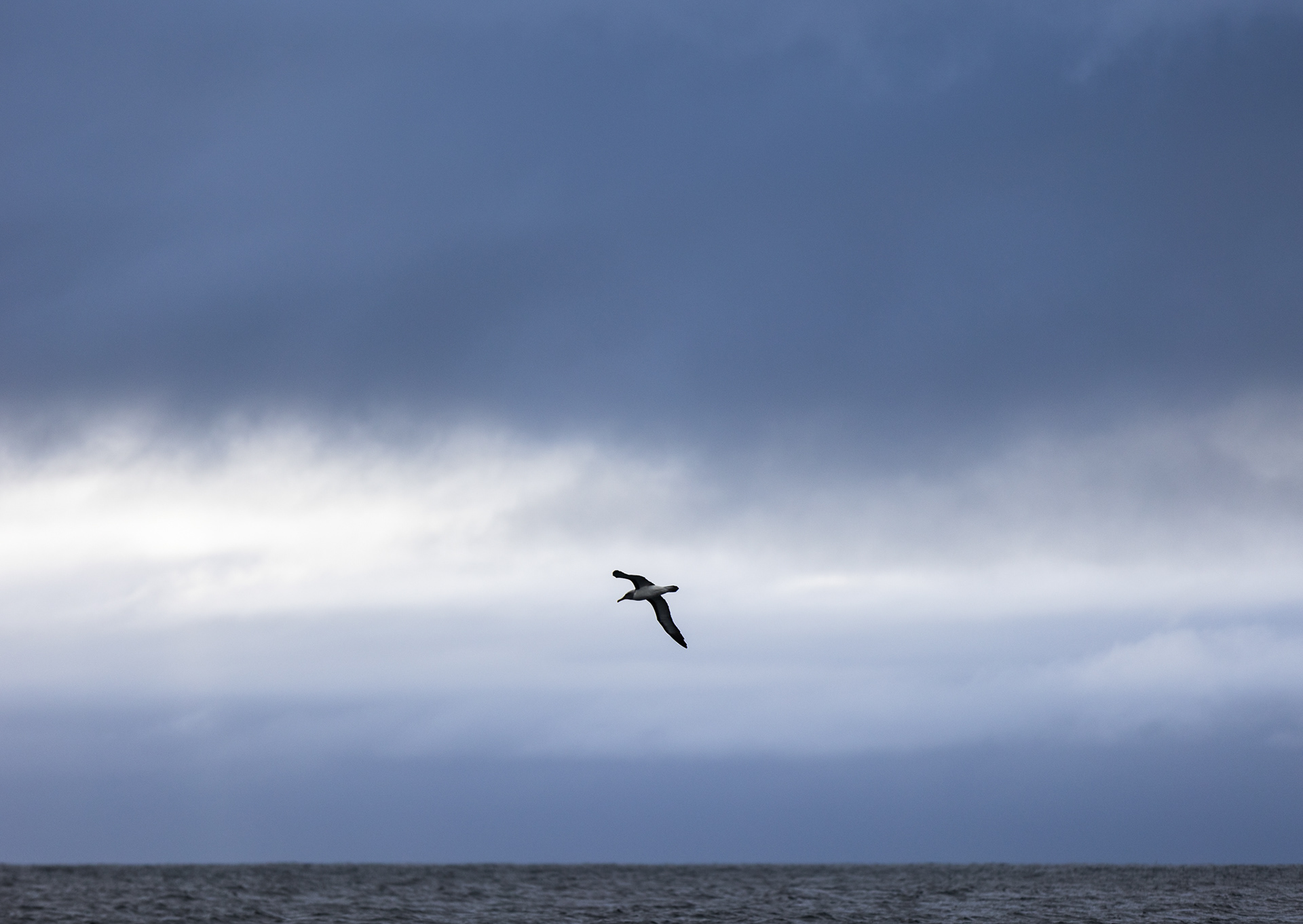 © Darren Creighton Photography | Rakiura | White-capped Albatross | Toroa