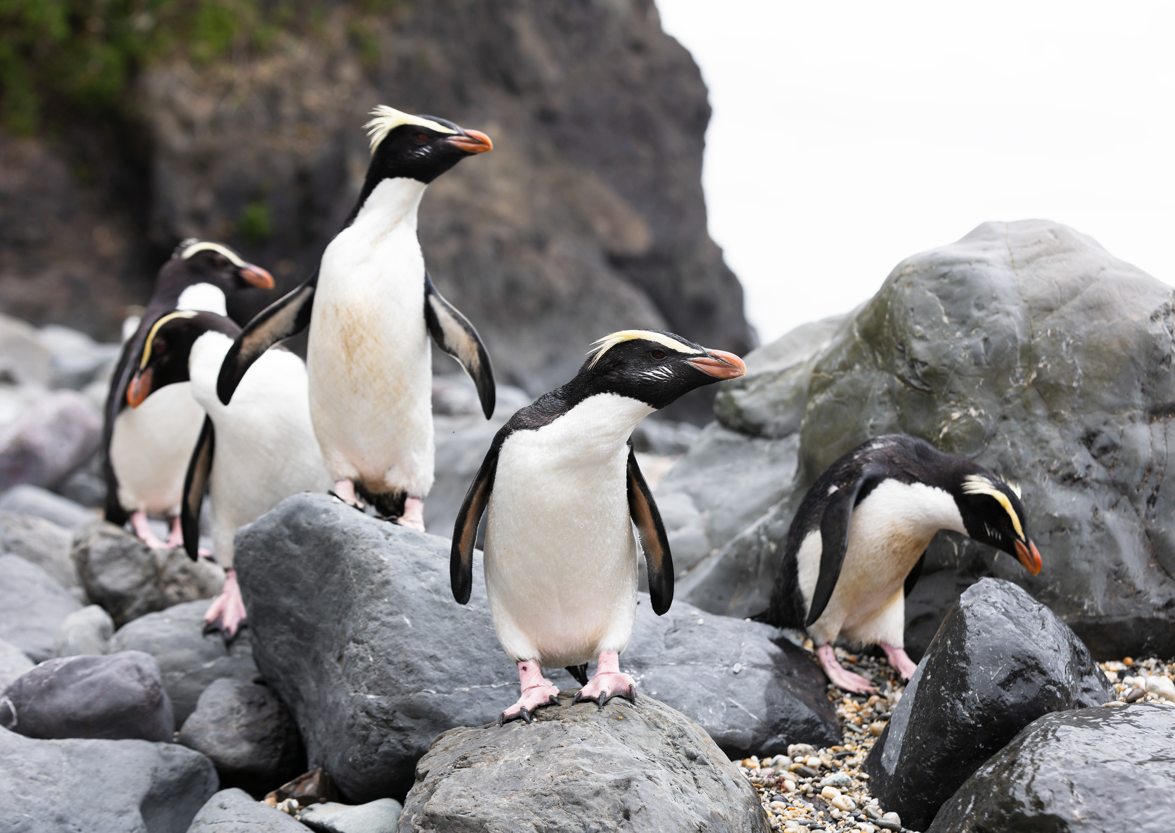 © Darren Creighton Photography  |  South Westland  |  Tawaki  |  Fiordland Crested Penguin