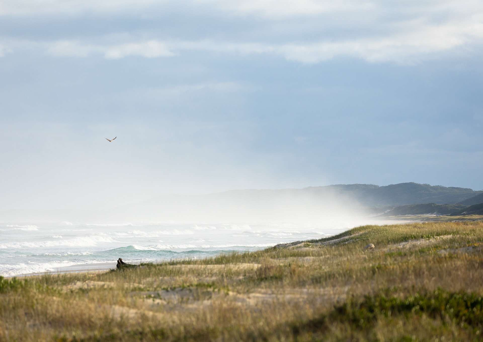 © Darren Creighton Photography  |  Seal Rocks
