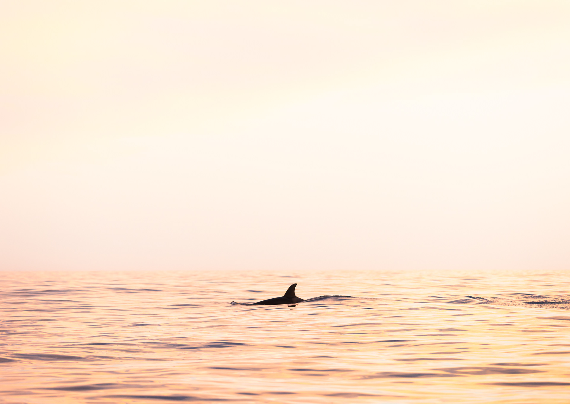 © Darren Creighton Photography  |  Kaikoura  |  Orca