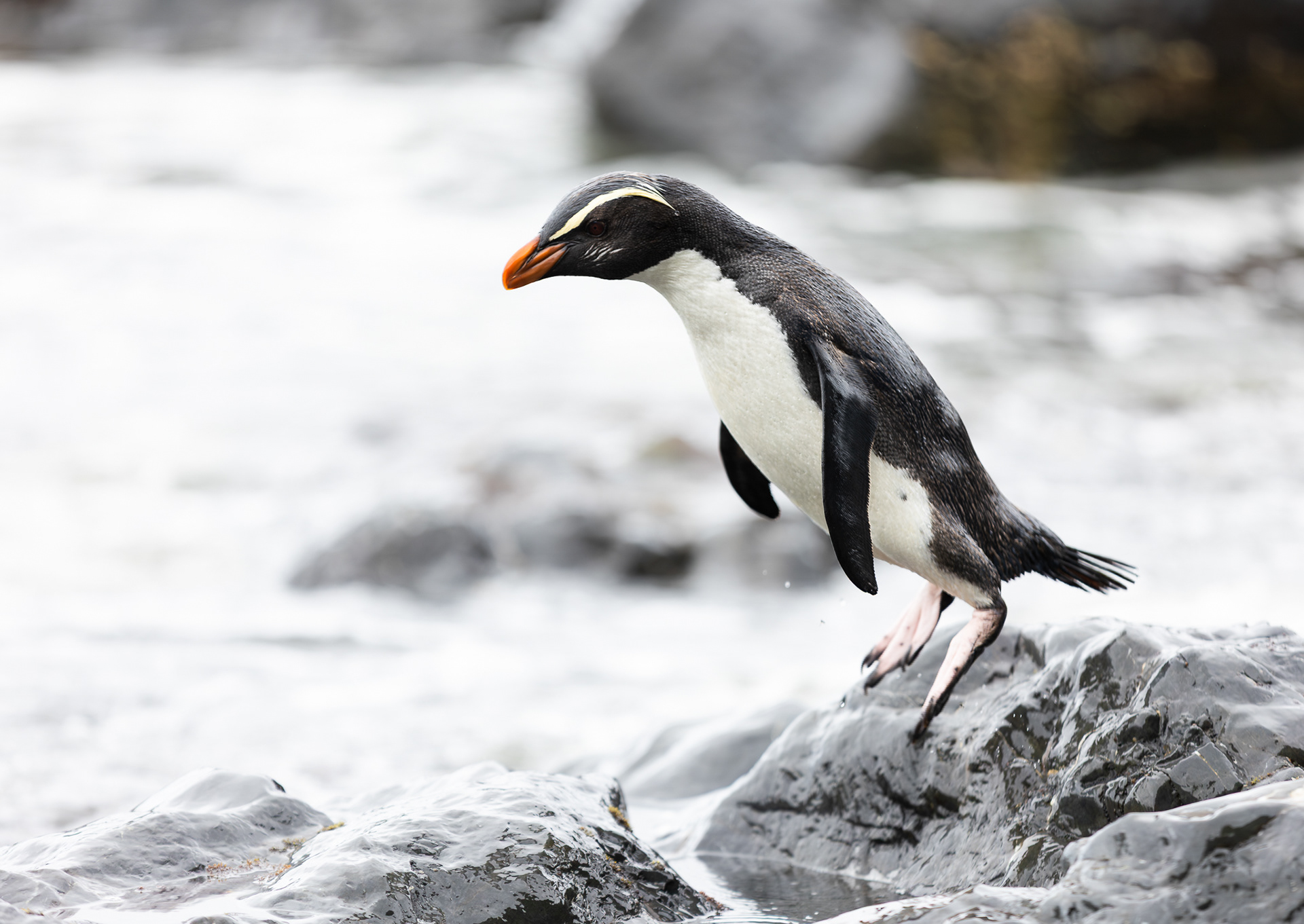 © Darren Creighton Photography | Tawaki | Fiordland Crested Penguin