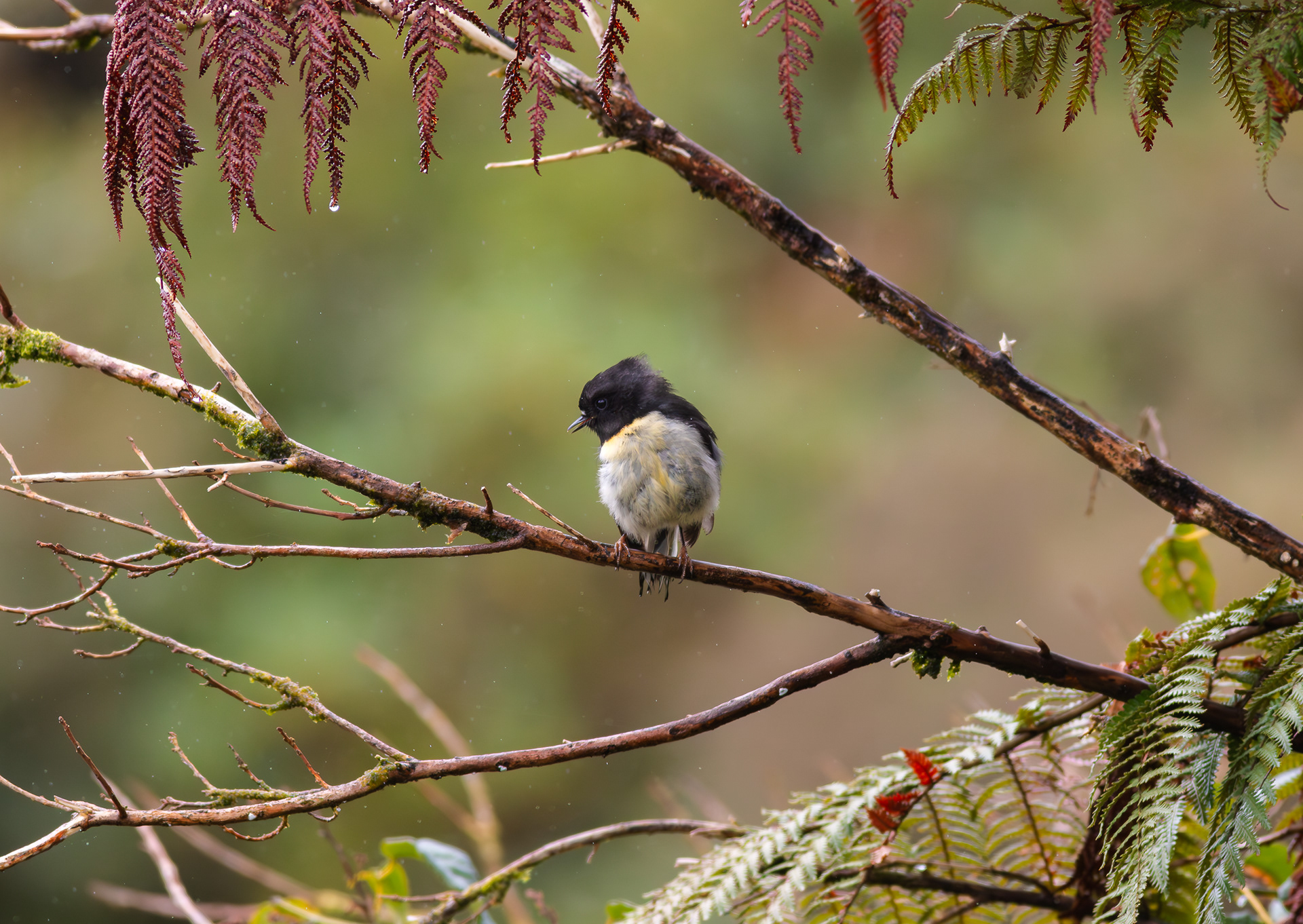 © Darren Creighton Photography | West Coast NZ
