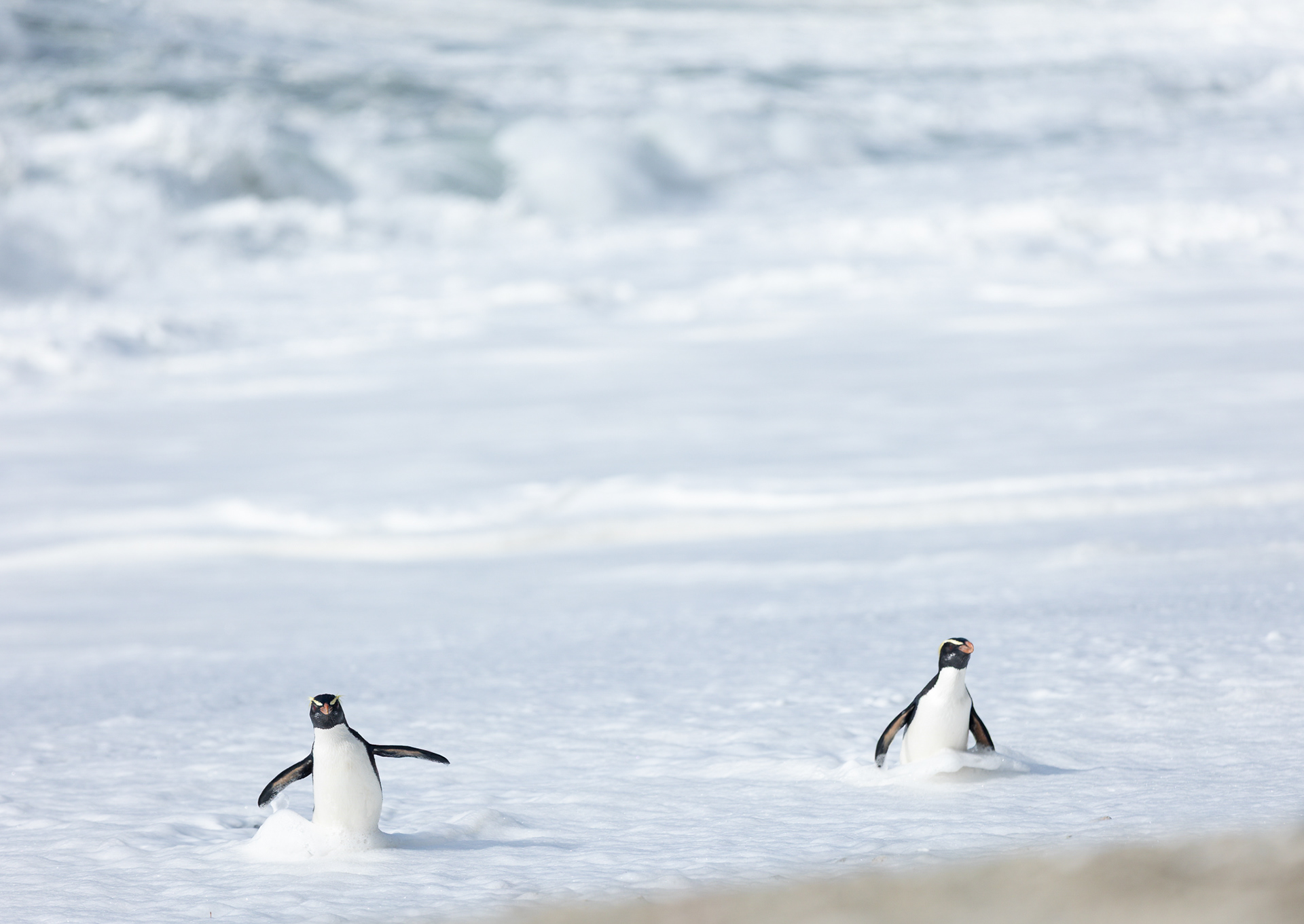 © Darren Creighton Photography | West Coast | Tawaki