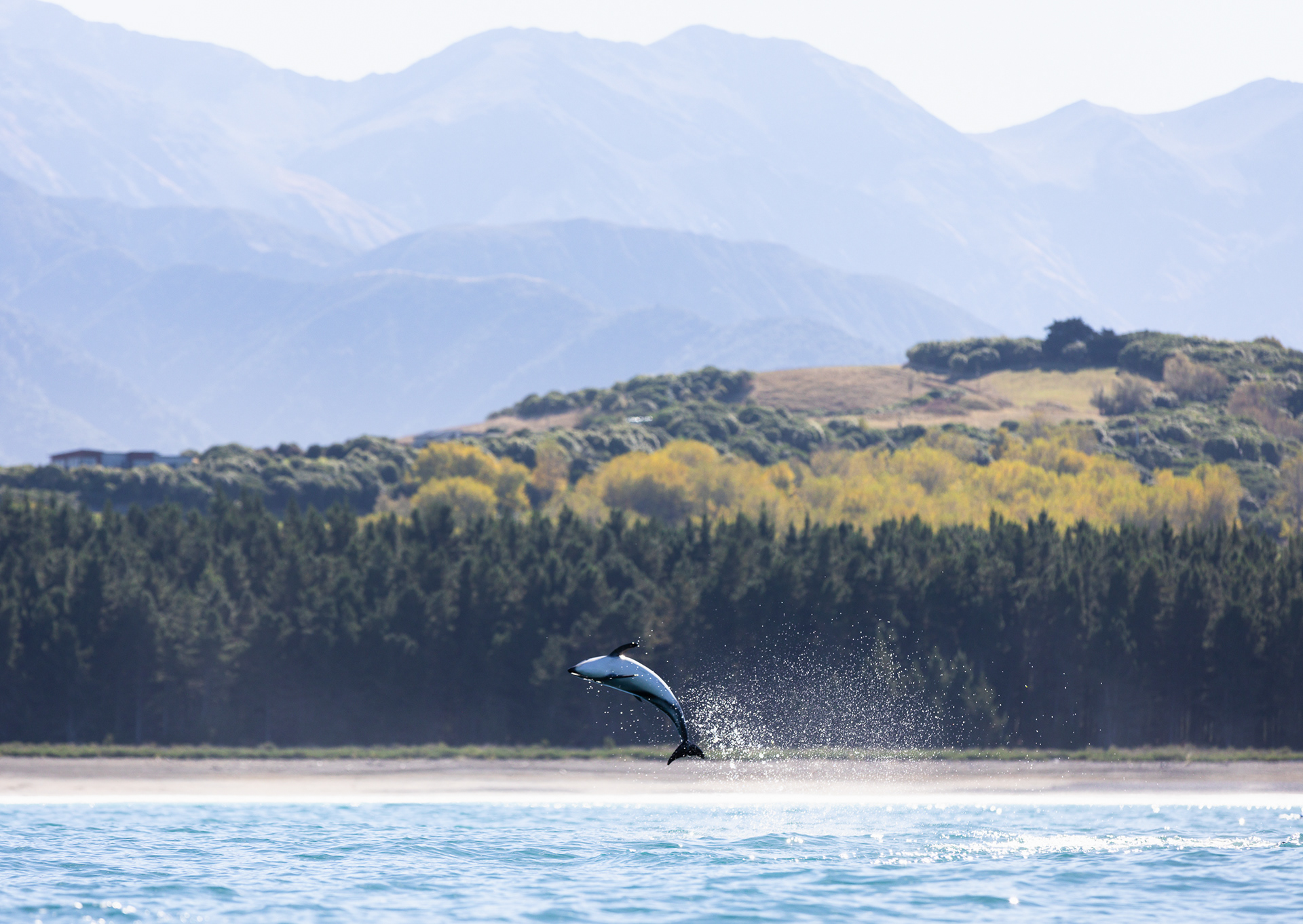 © Darren Creighton Photography | Kaikoura