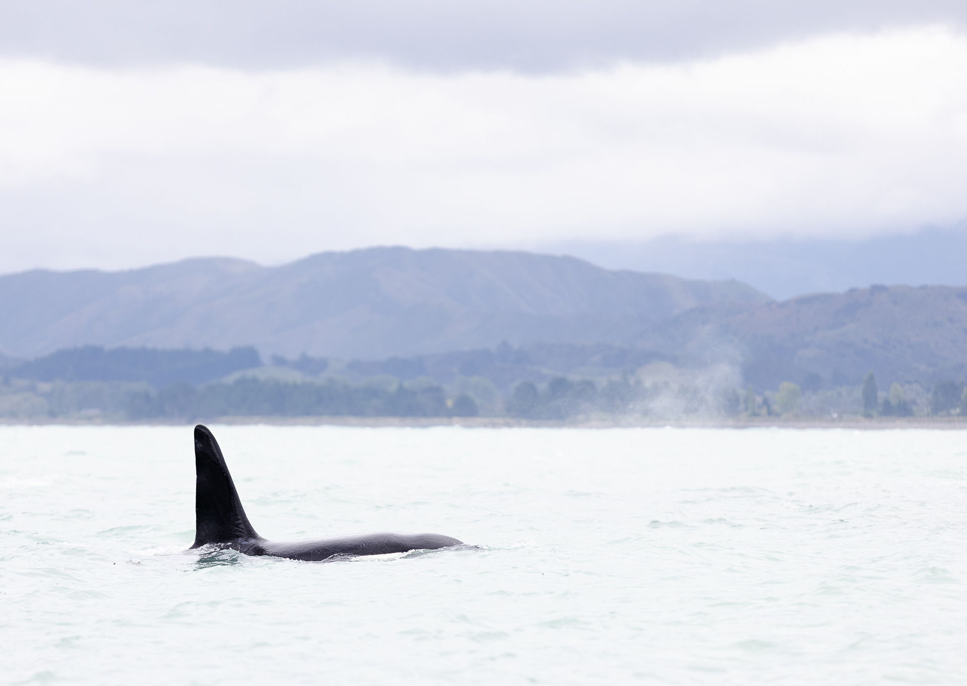 © Darren Creighton Photography | Kaikoura