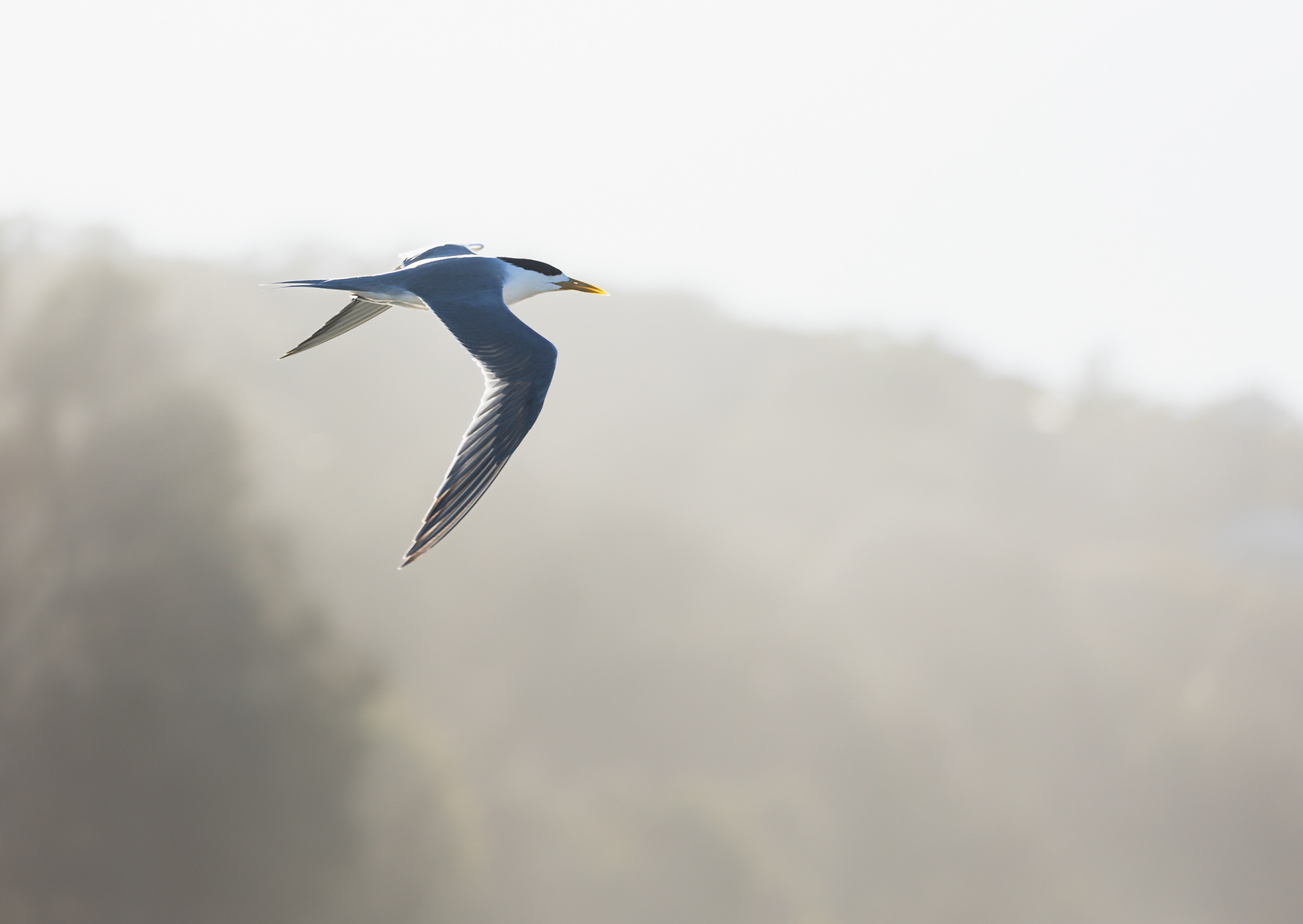© Darren Creighton Photography  |  Terns