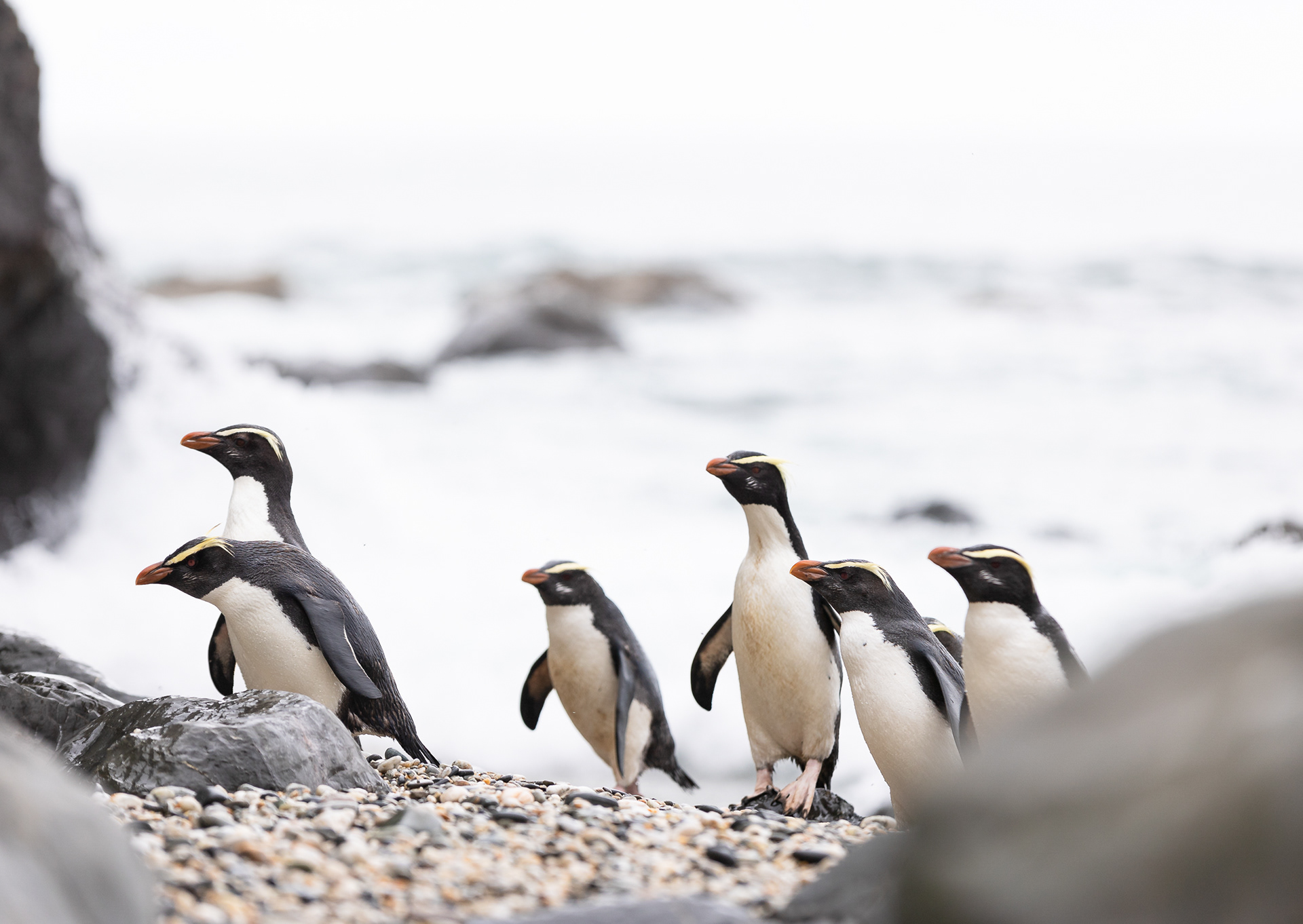 © Darren Creighton Photography  |  West Coast NZ