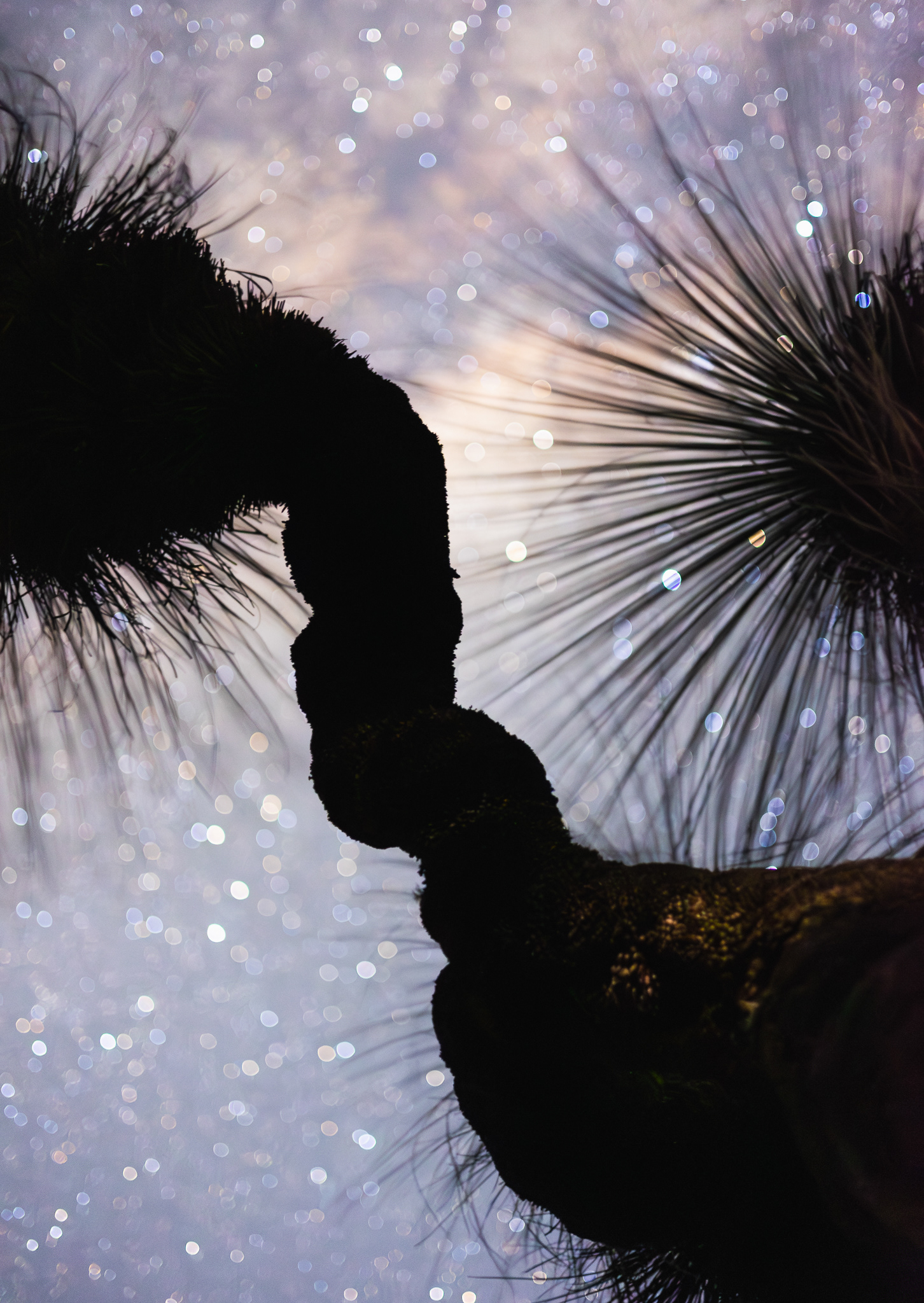 © Darren Creighton Photography  |  Bunya Mountains