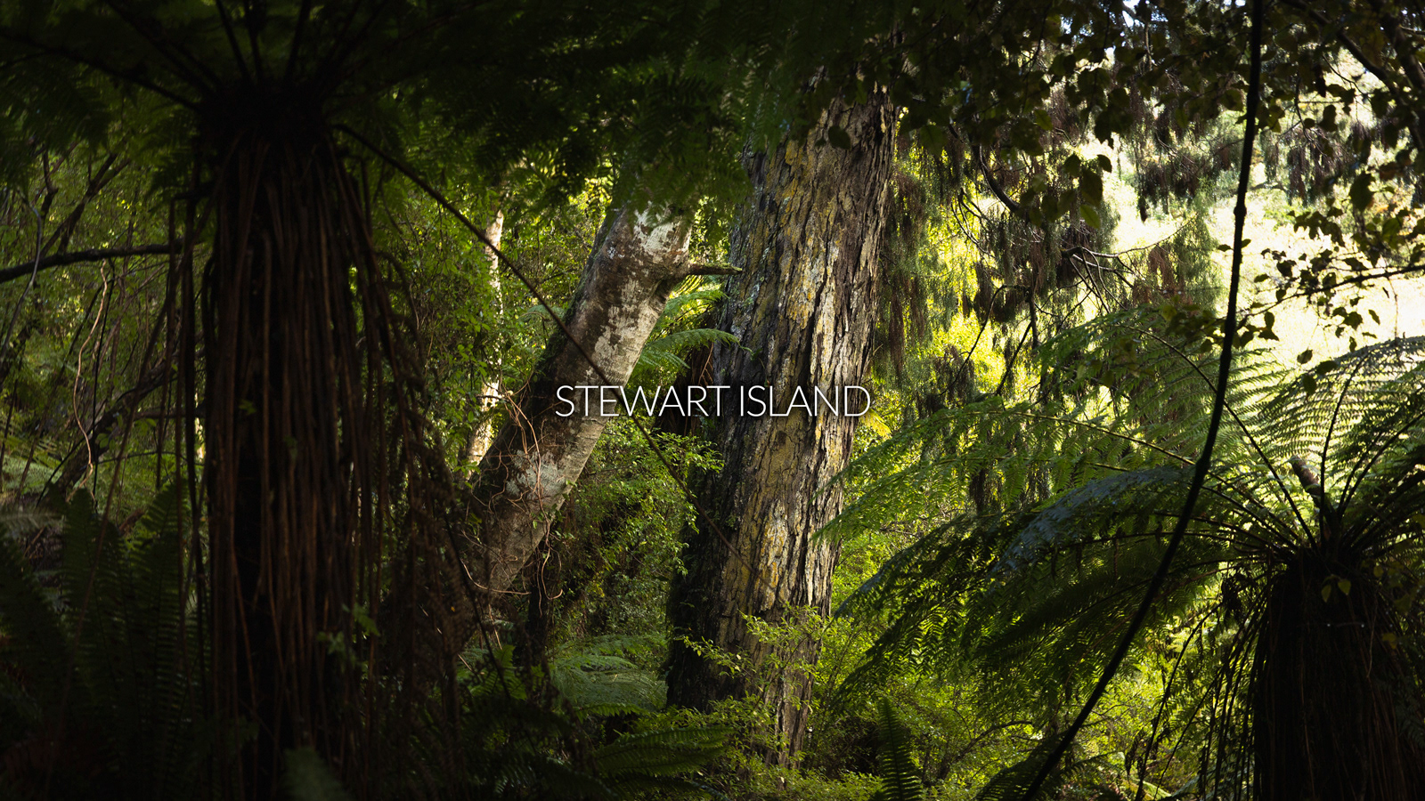 © Darren Creighton Photography | Rakiura