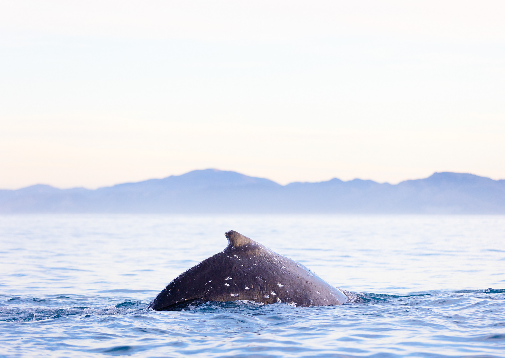 © Darren Creighton Photography | Kaikoura | Humpback Whale