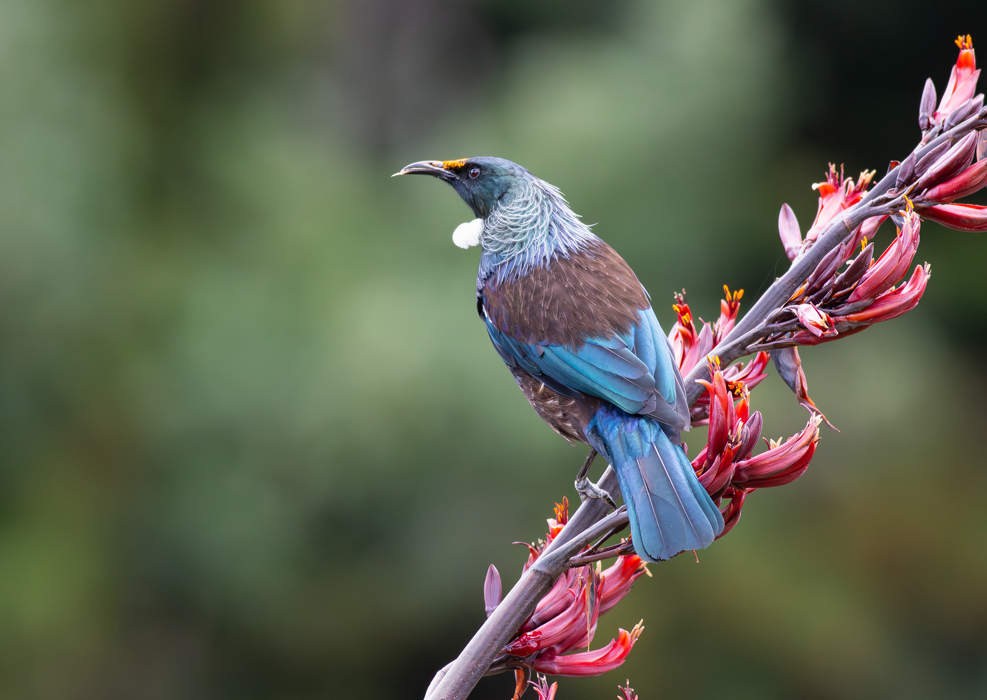 © Darren Creighton Photography  |  West Coast NZ