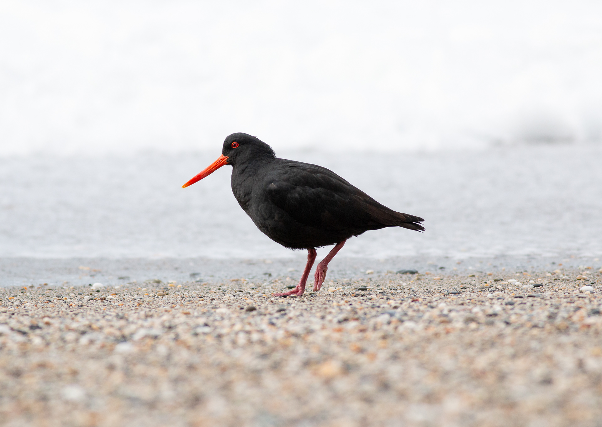 © Darren Creighton Photography  |  West Coast NZ
