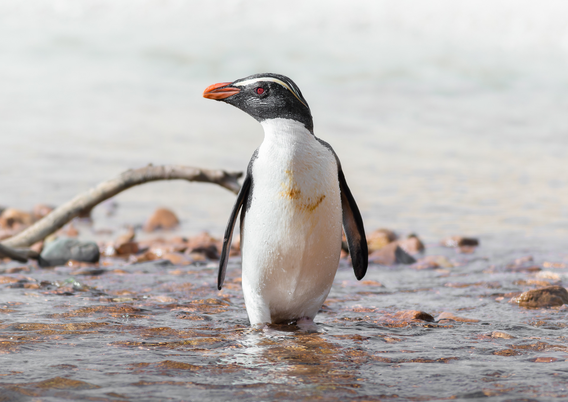 © Darren Creighton Photography  |  Tawaki  |  Fiordland Crested Penguin