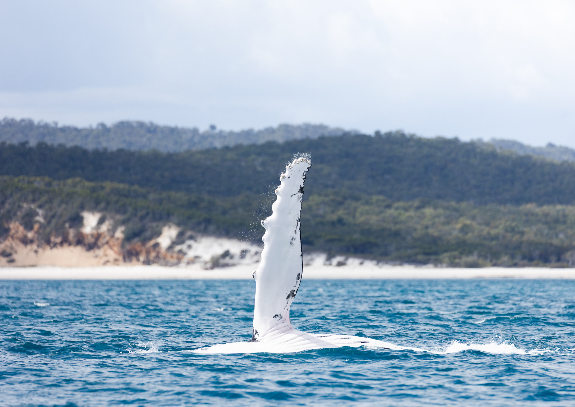 © Darren Creighton Photography | Humpback Whale off the coast of K'gari