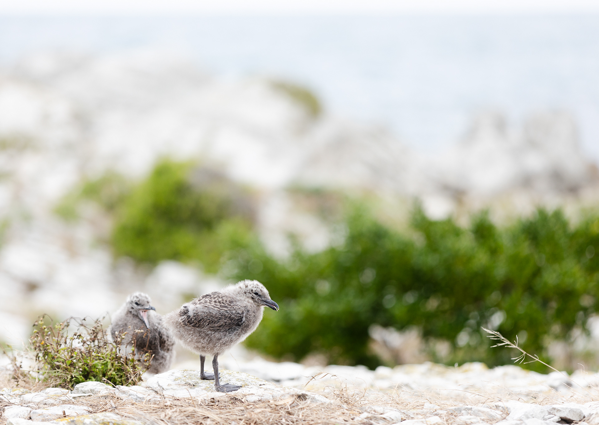 © Darren Creighton Photography | Kaikoura