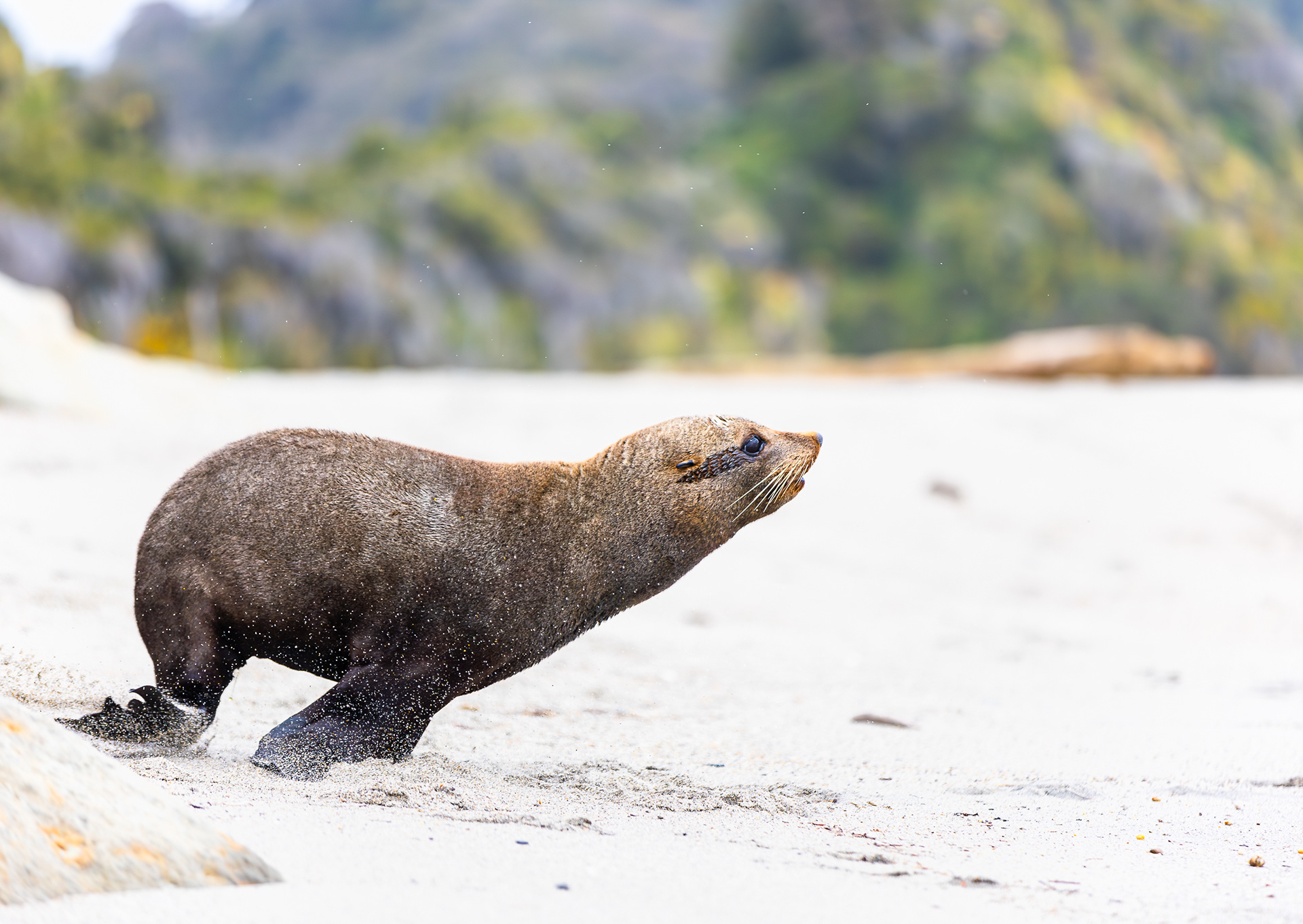© Darren Creighton Photography  |  South Westland  | Kekeno |  NZ Fur Seal