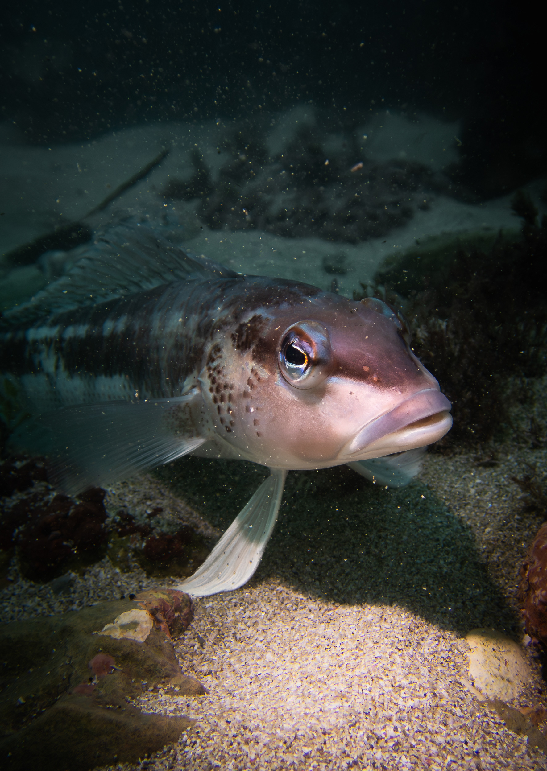 © Darren Creighton Photography | Kaikoura | Blue Cod