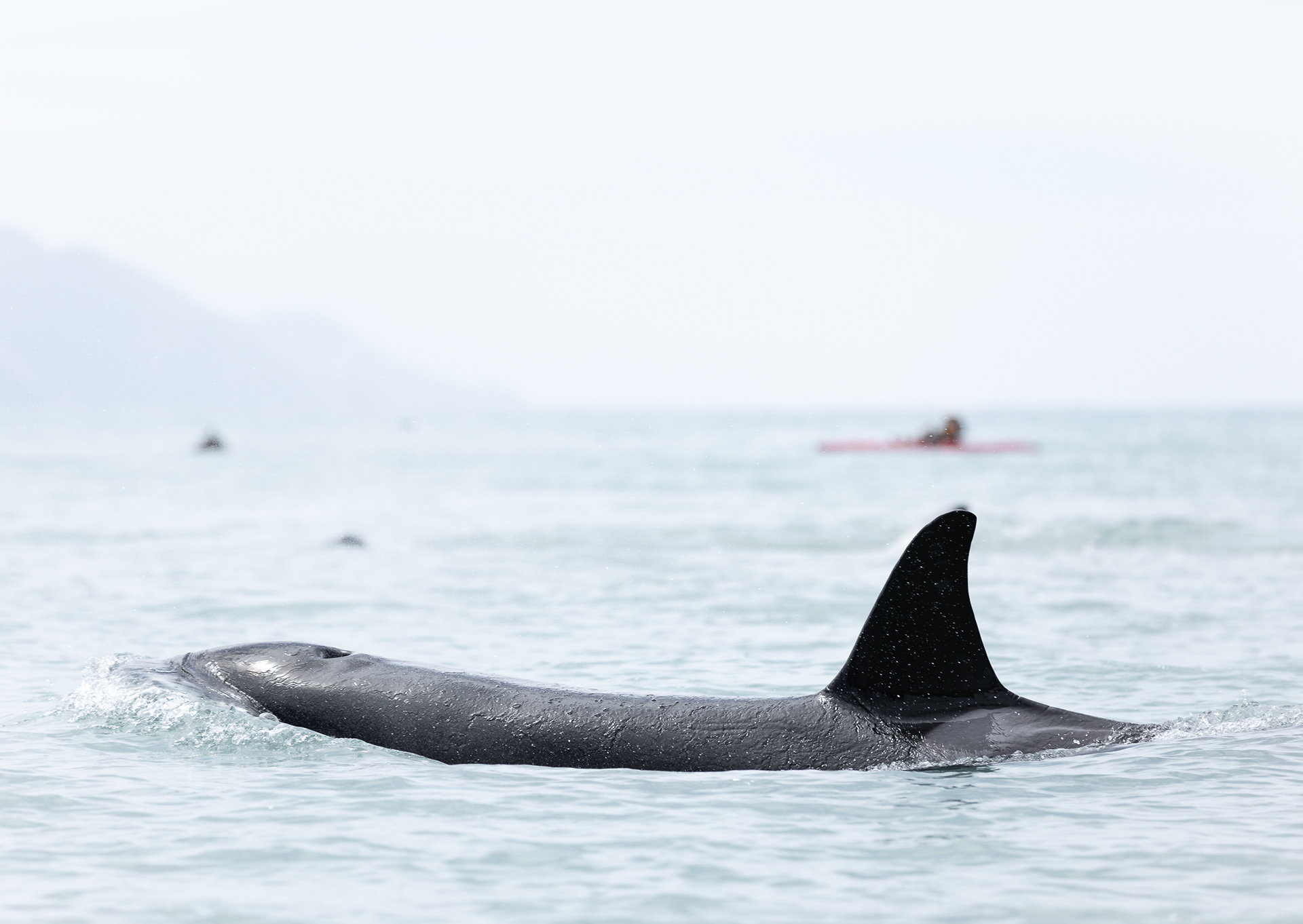 © Darren Creighton Photography | Kaikoura