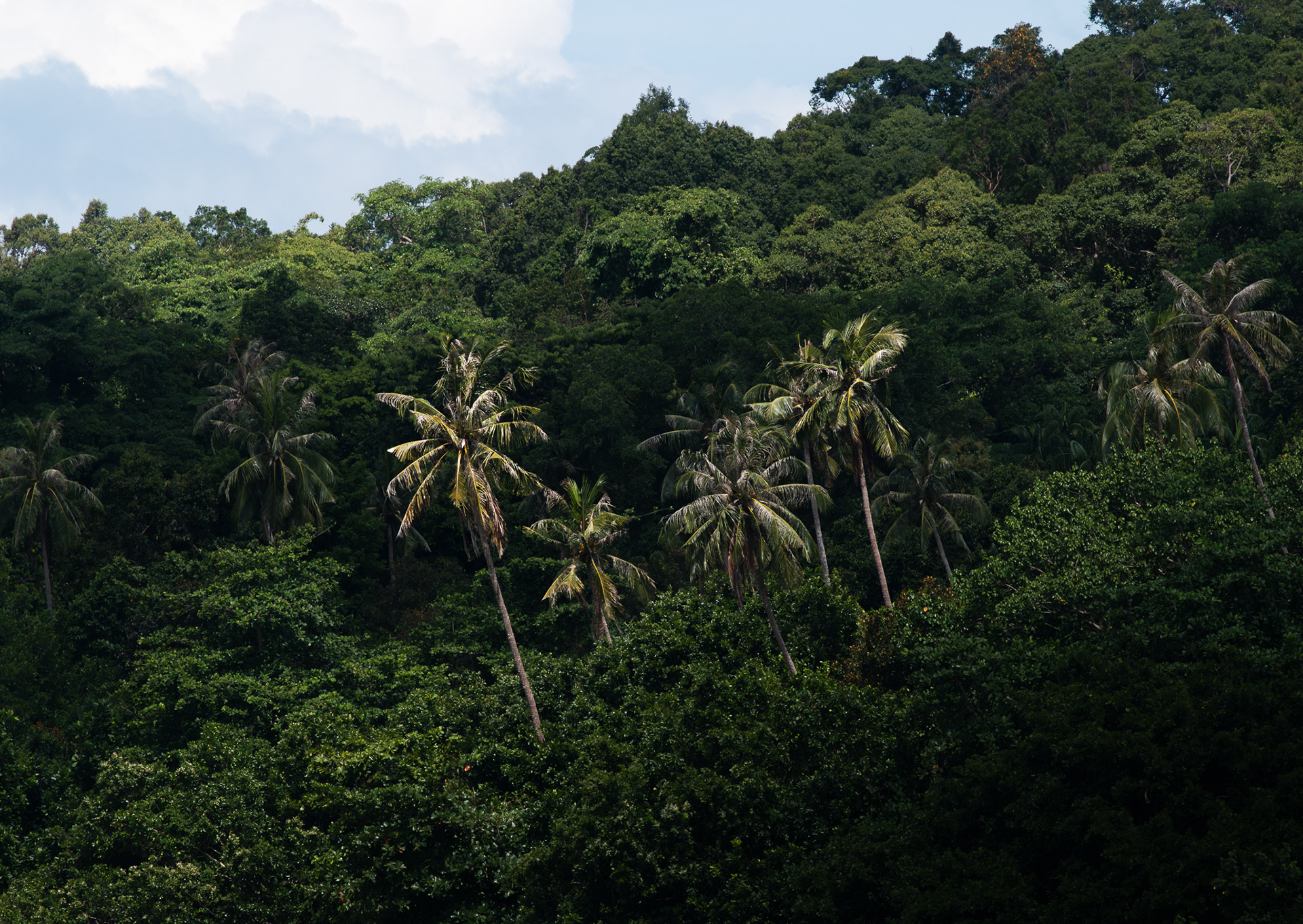 © Darren Creighton Photography  |  Malaysia