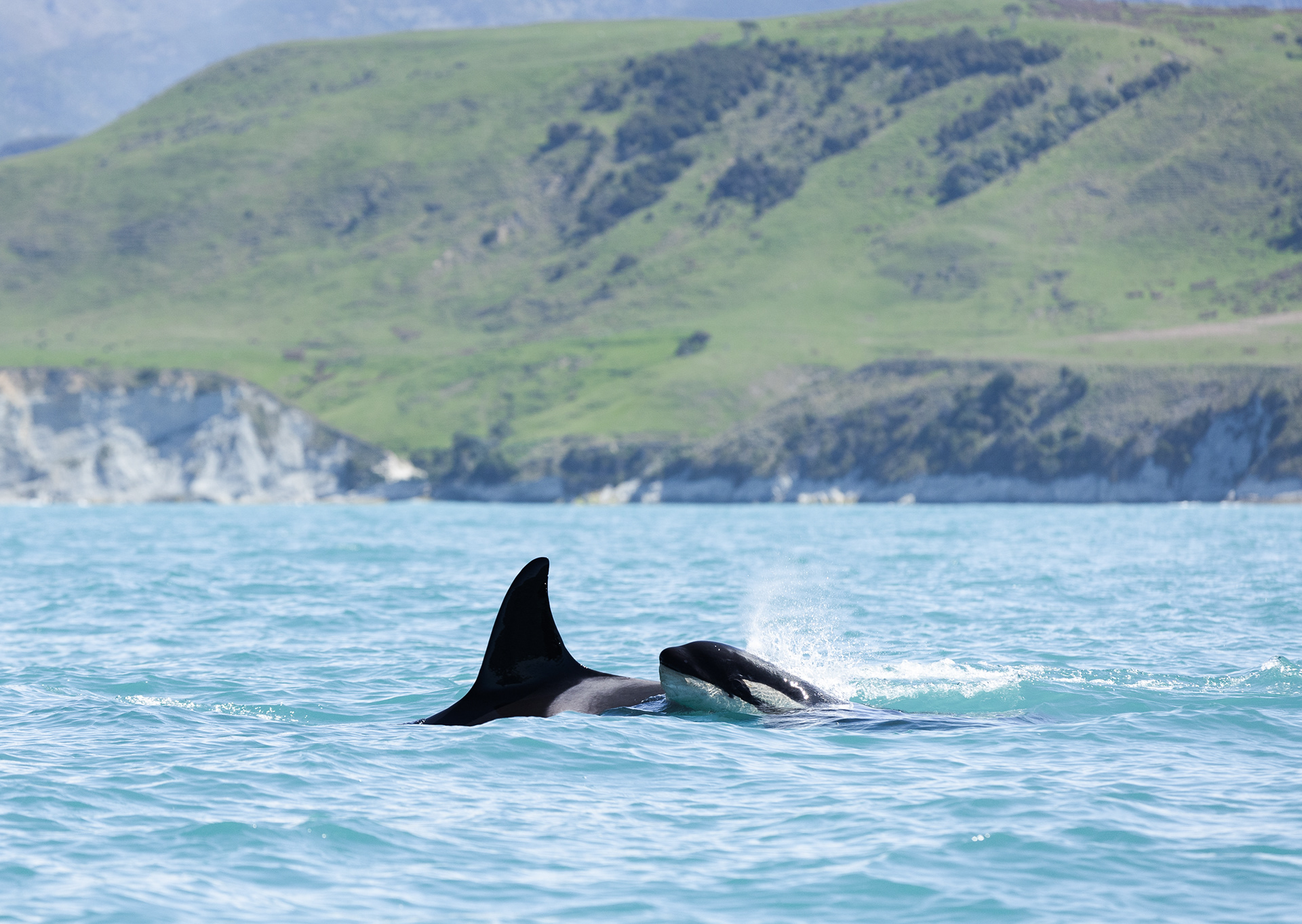 © Darren Creighton Photography | Kaikoura