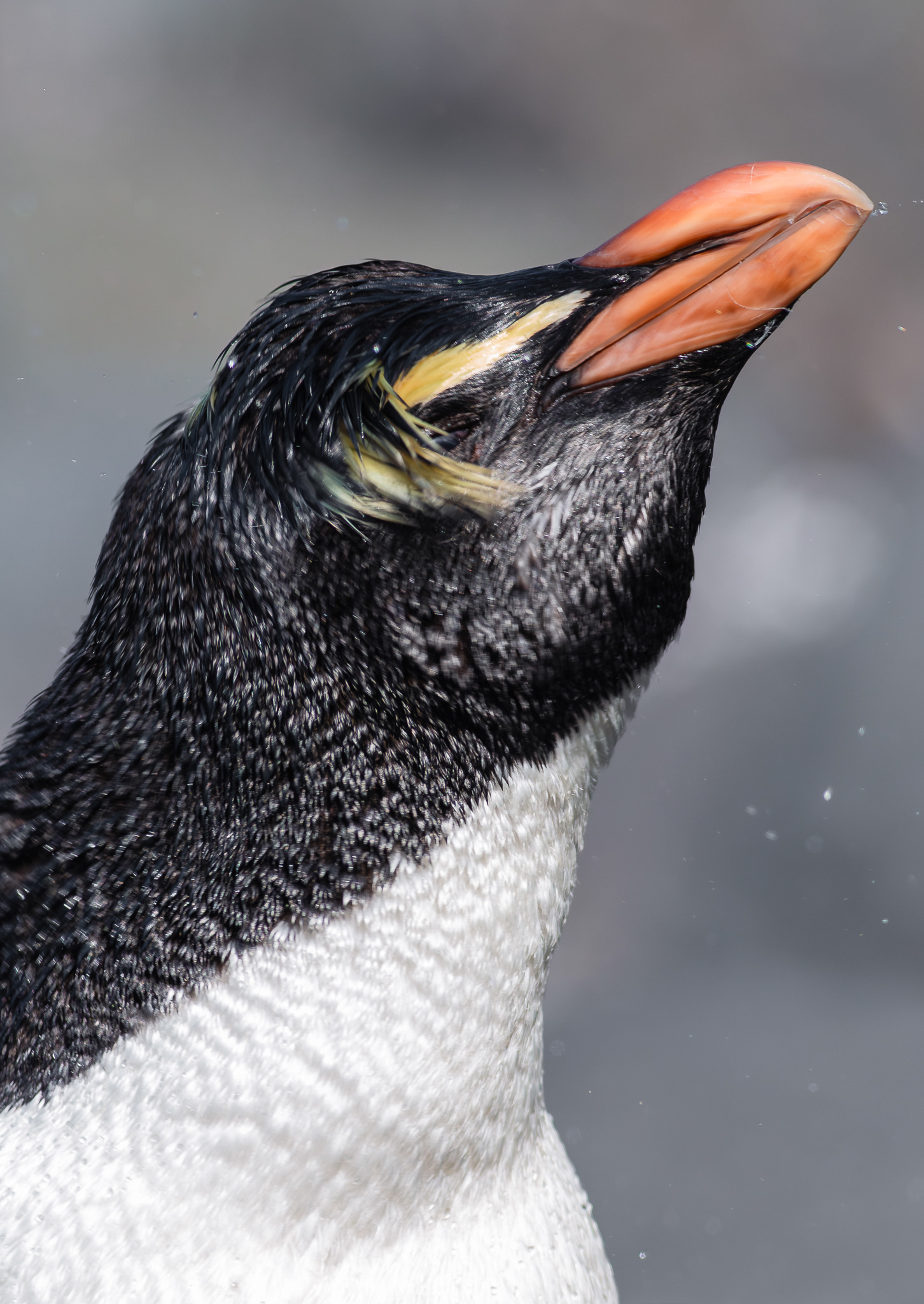 © Darren Creighton Photography | Tawaki | Fiordland Crested Penguin