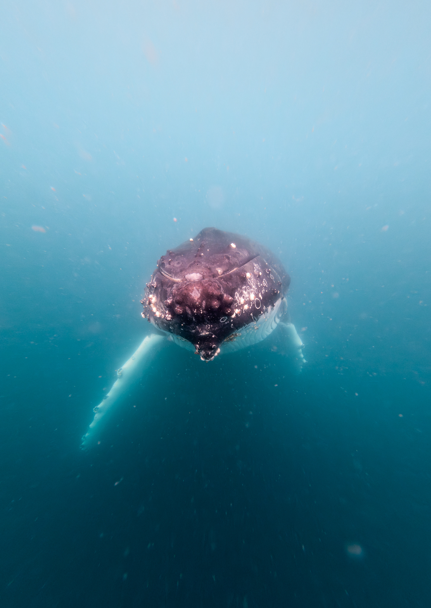© Darren Creighton Photography  |  Humpback Whale off the coast of K'gari