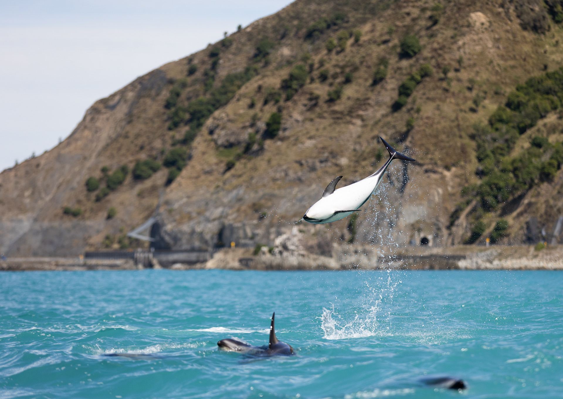 © Darren Creighton Photography | Kaikoura | Dusky Dolphin