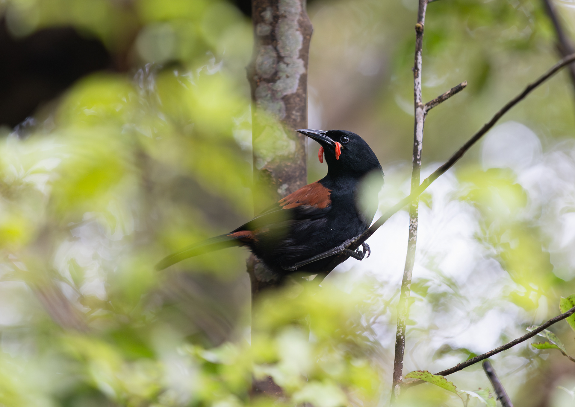 © Darren Creighton Photography  |  Tīeke  |  Saddleback