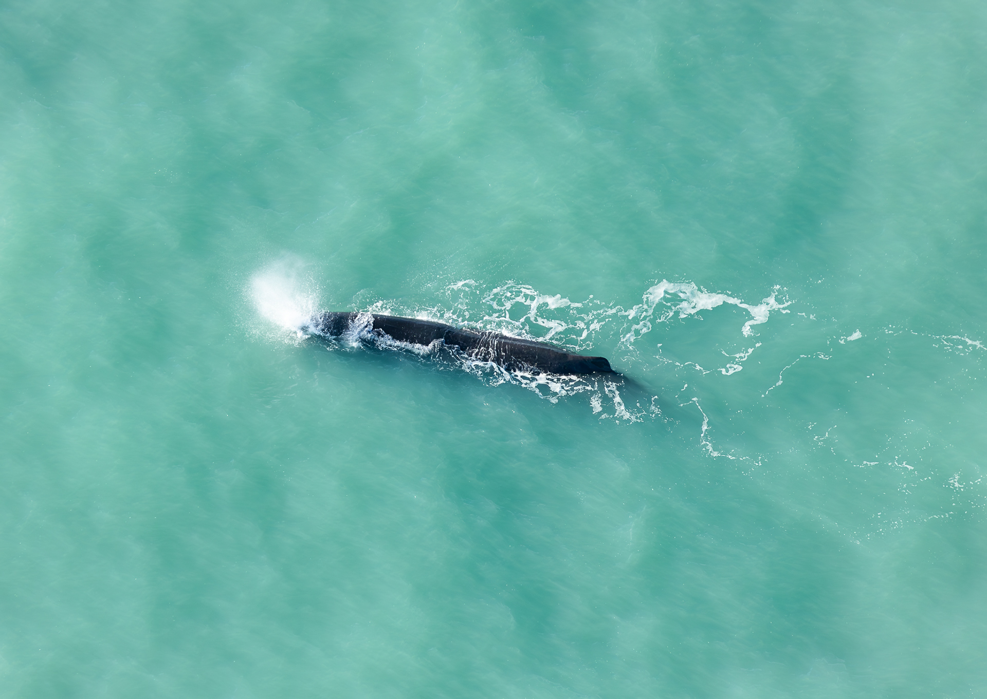 © Darren Creighton Photography | Kaikoura | Sperm Whale