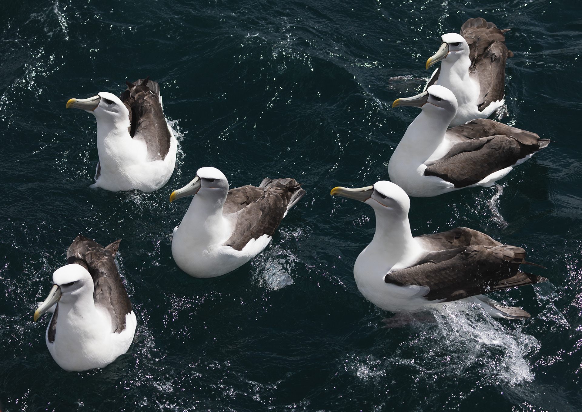 © Darren Creighton Photography | Rakiura | White-capped Albatross | Toroa