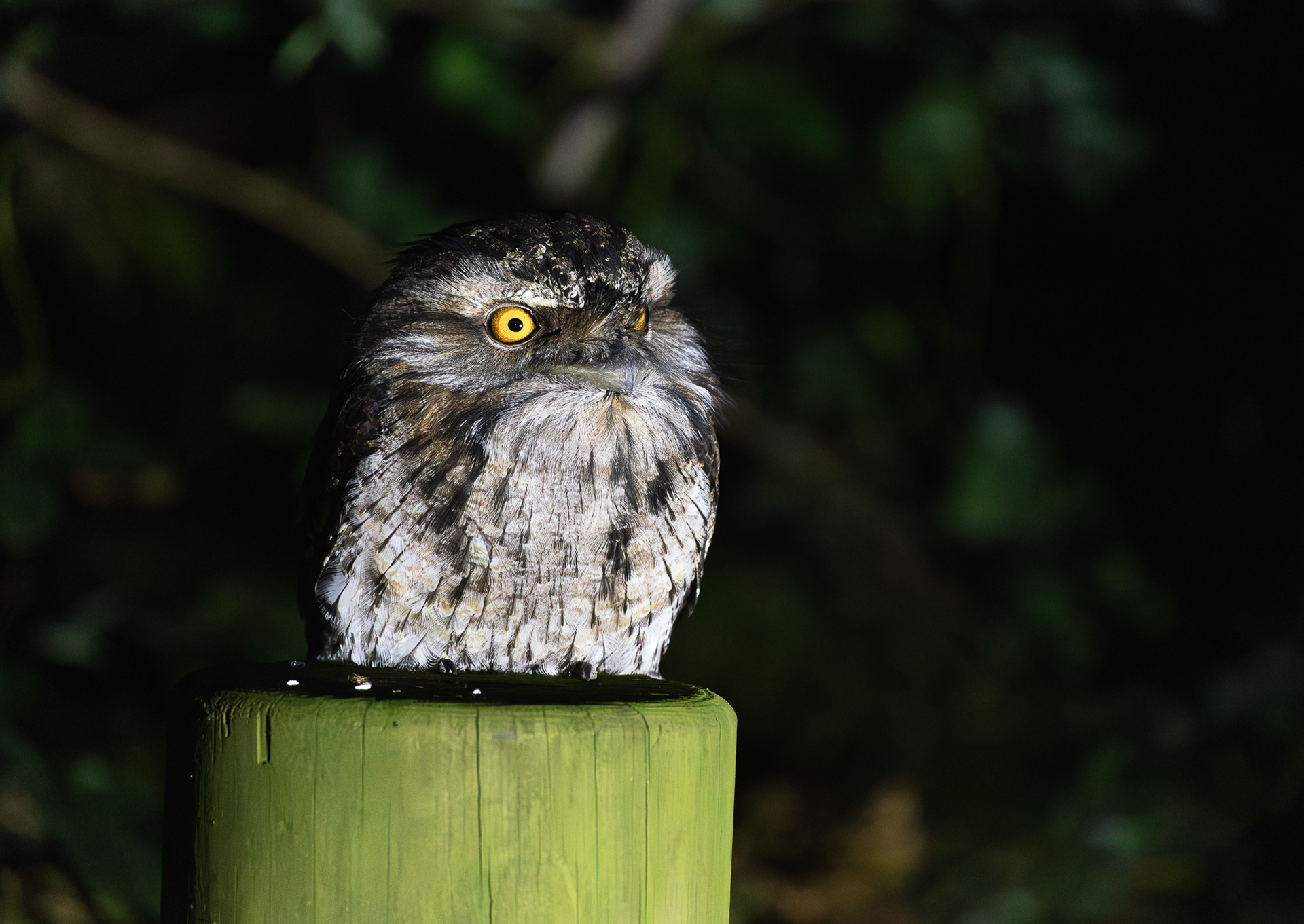 © Darren Creighton Photography | Tawny Frogmouth at Seal Rocks