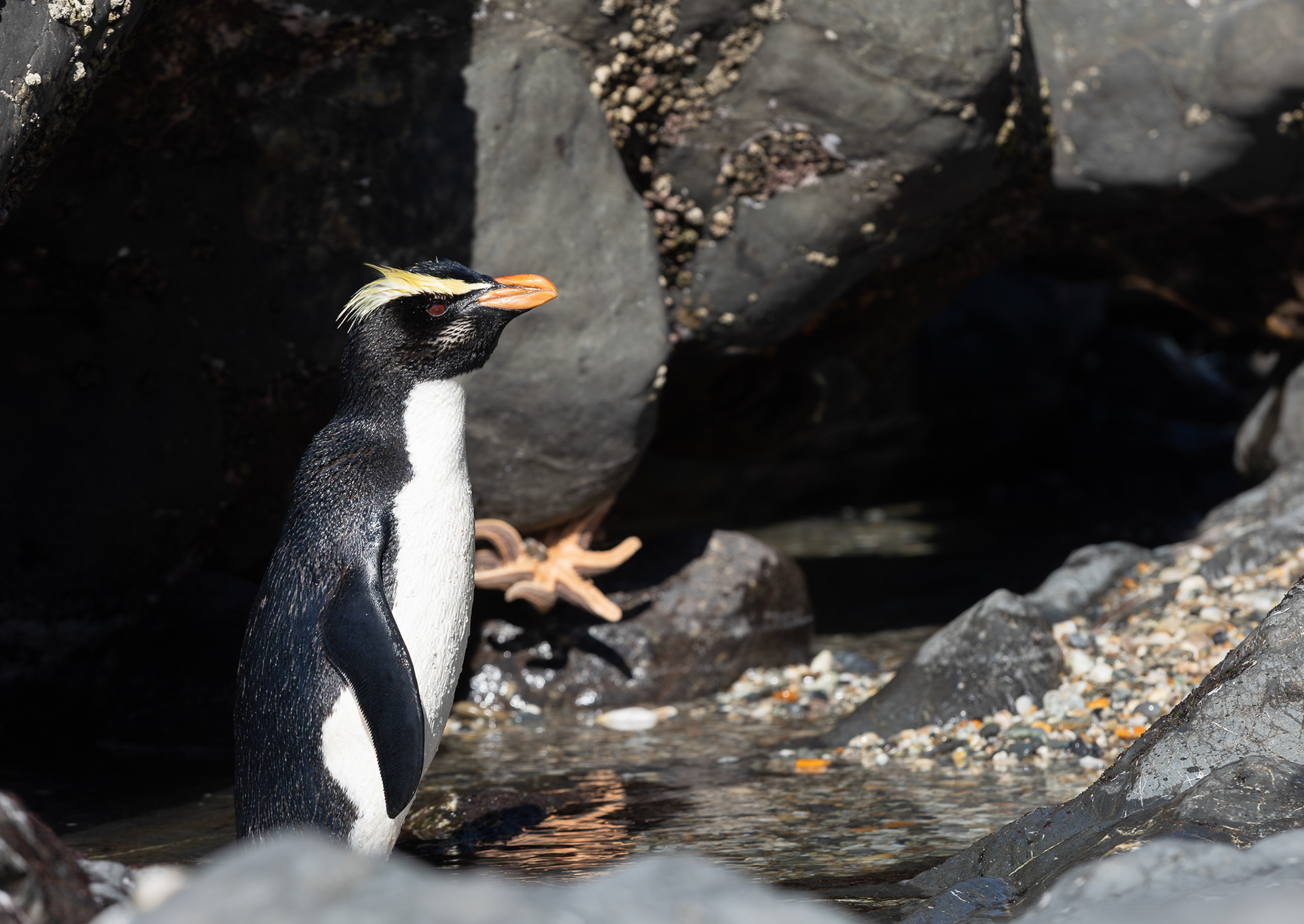 © Darren Creighton Photography | Tawaki | Fiordland Crested Penguin