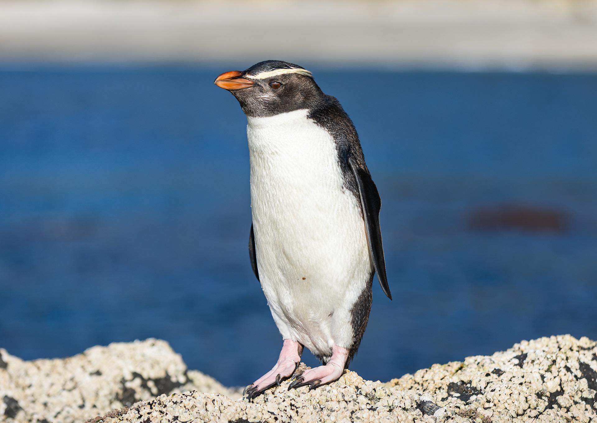 © Darren Creighton Photography | Tawaki | Fiordland Crested Penguin