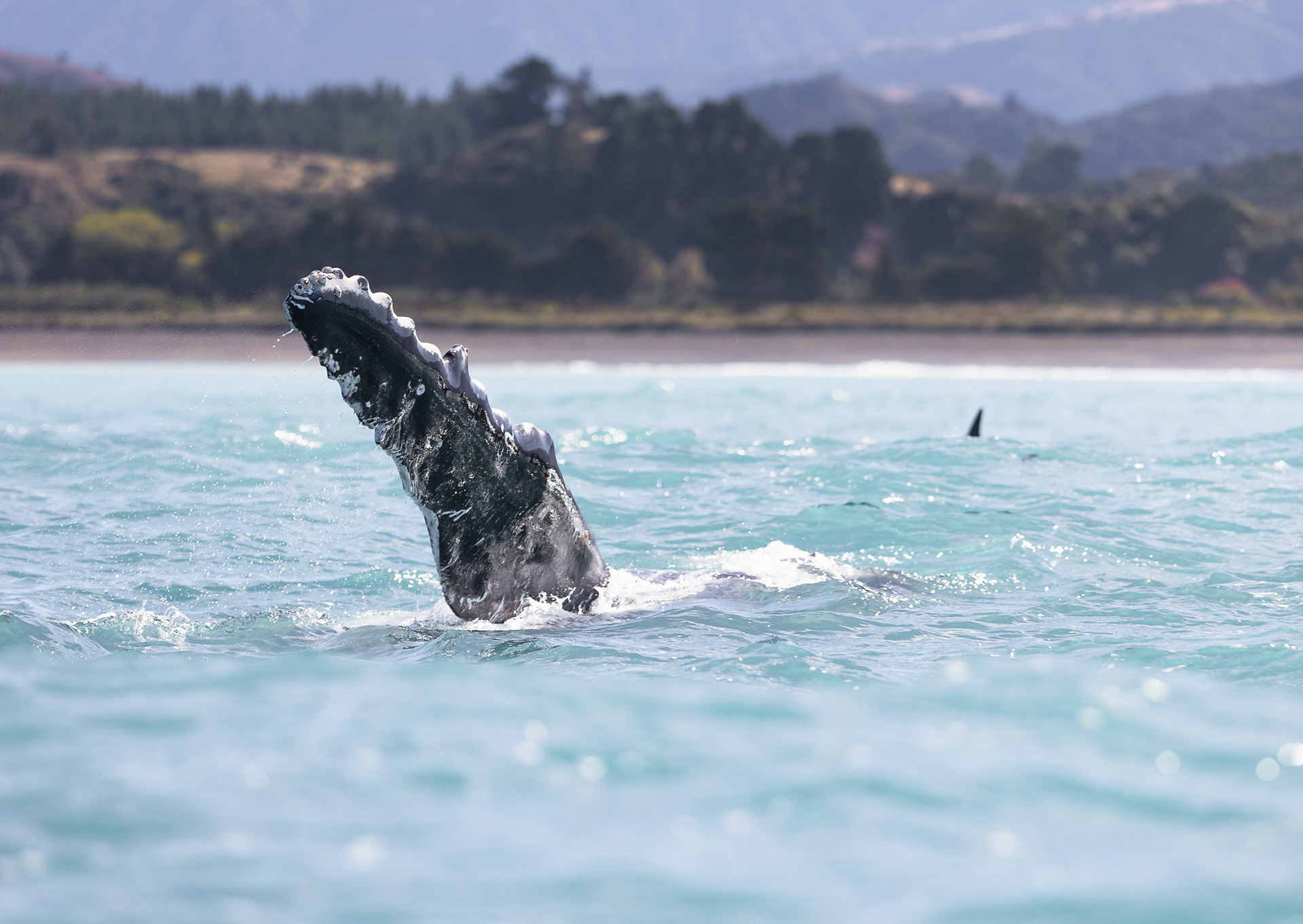 © Darren Creighton Photography | Kaikoura