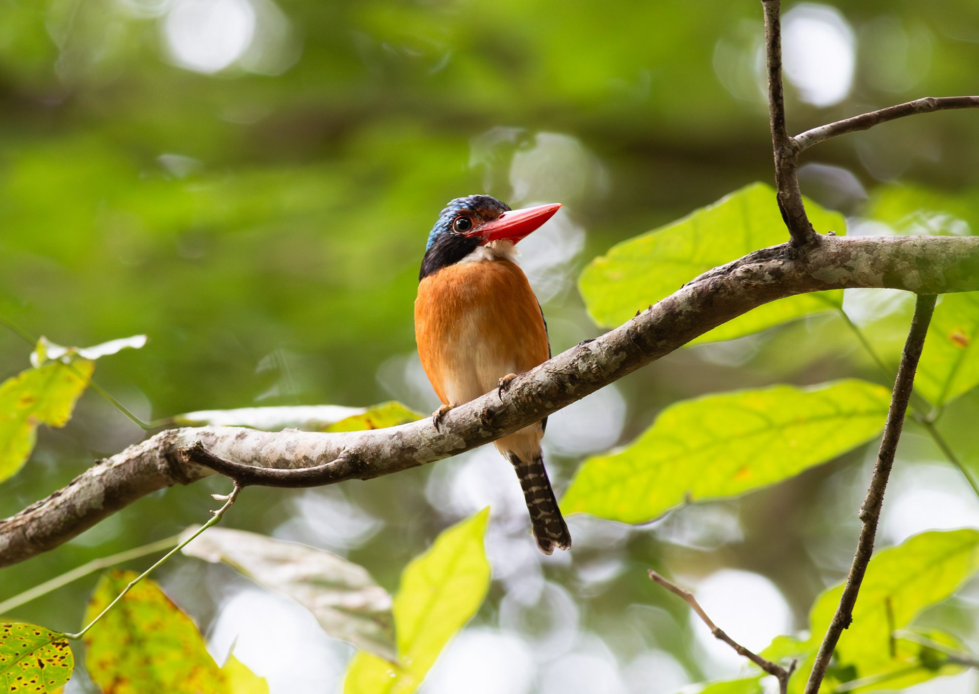 © Darren Creighton Photography  |  Malaysia
