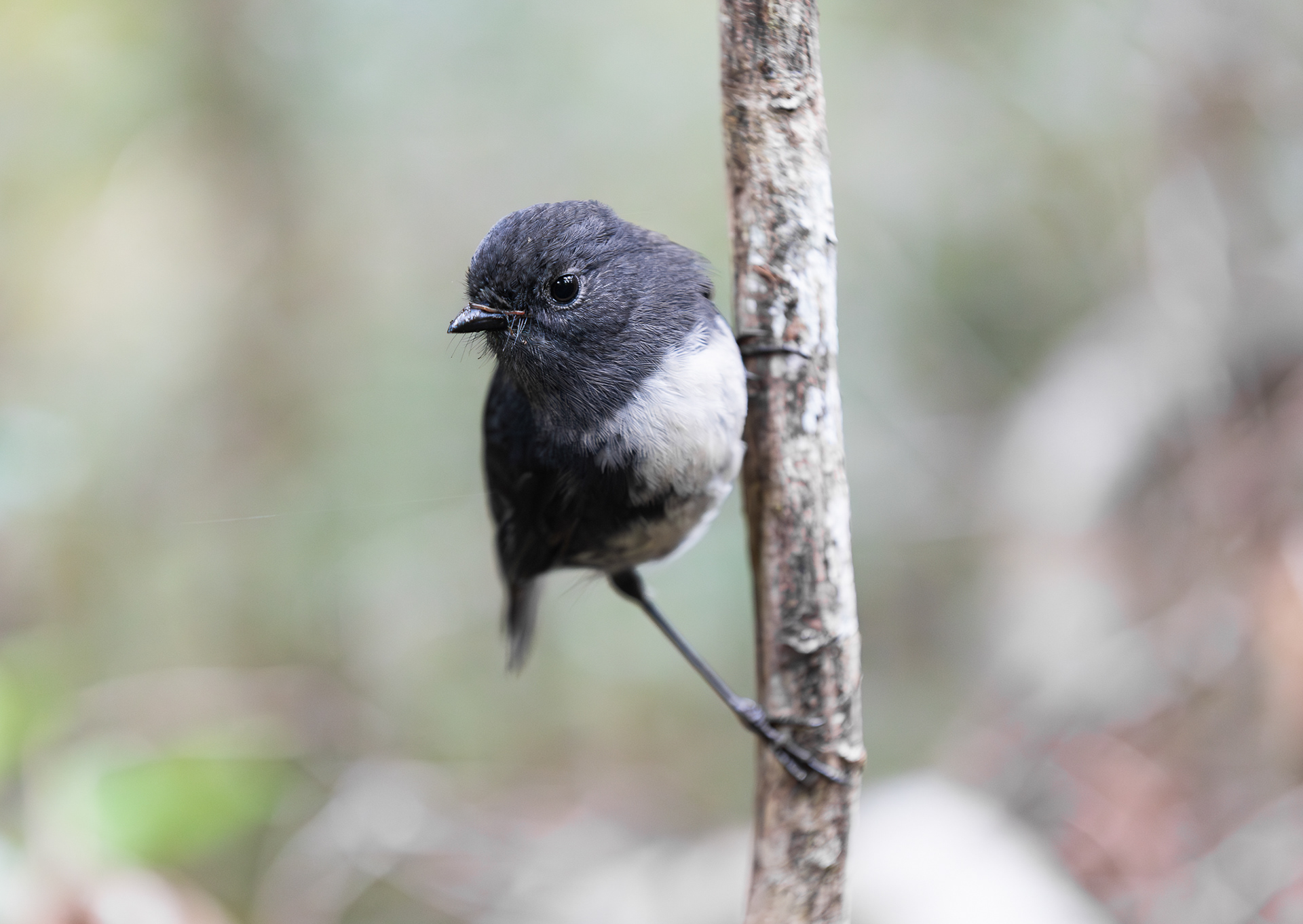 © Darren Creighton Photography  |  Rakiura | Toutouwai | Stewart Island Robin