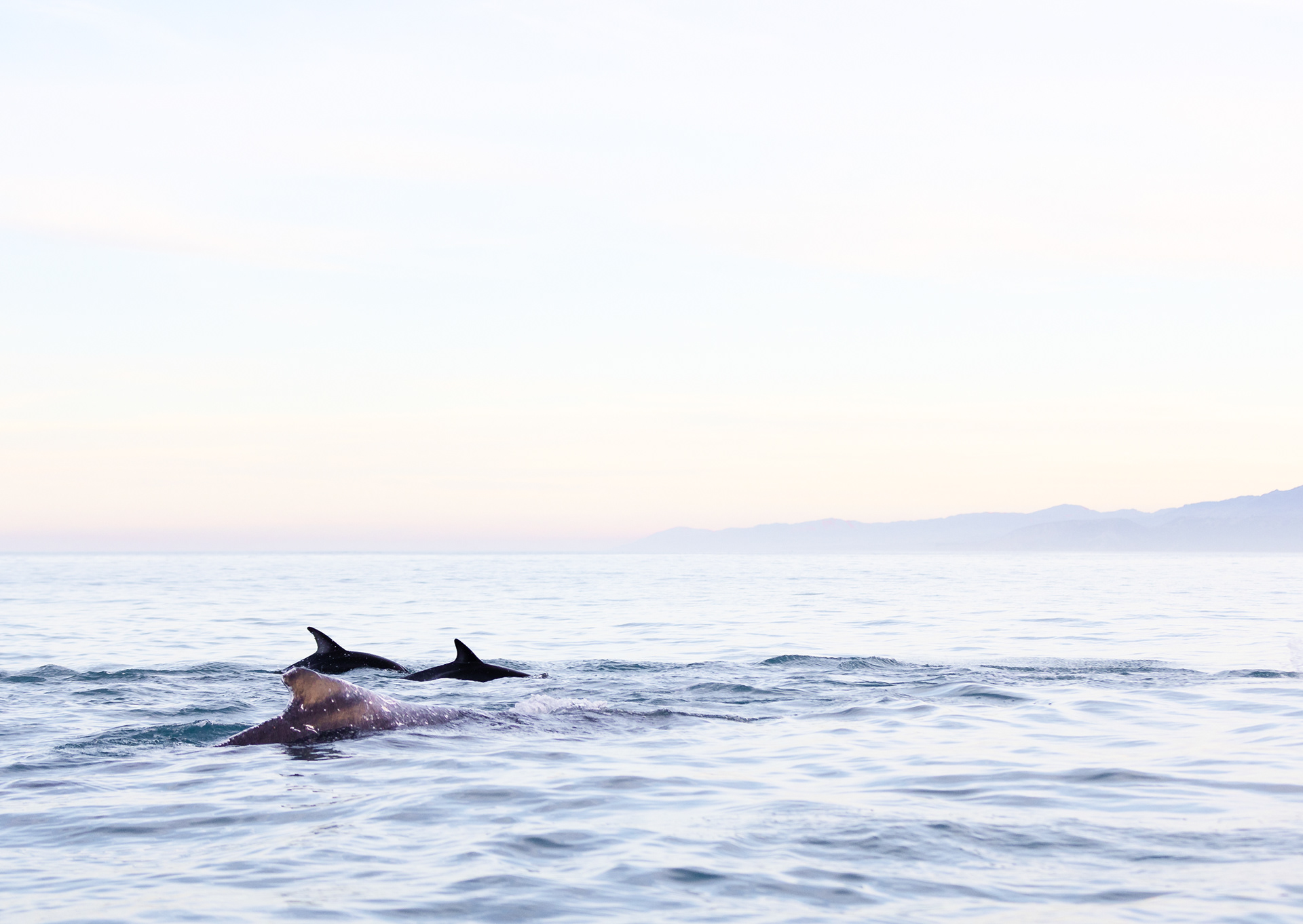 © Darren Creighton Photography | Kaikoura