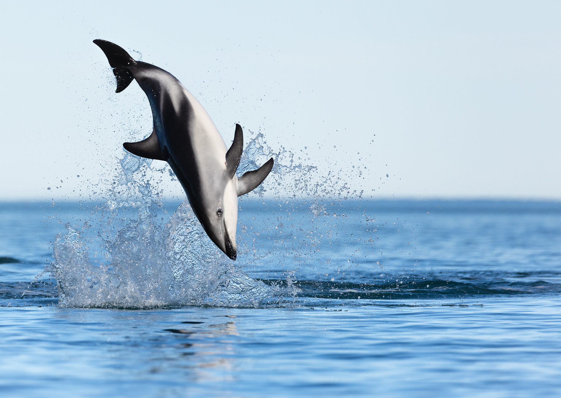 © Darren Creighton Photography | Kaikoura